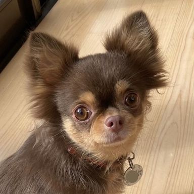 ひよこちゃん