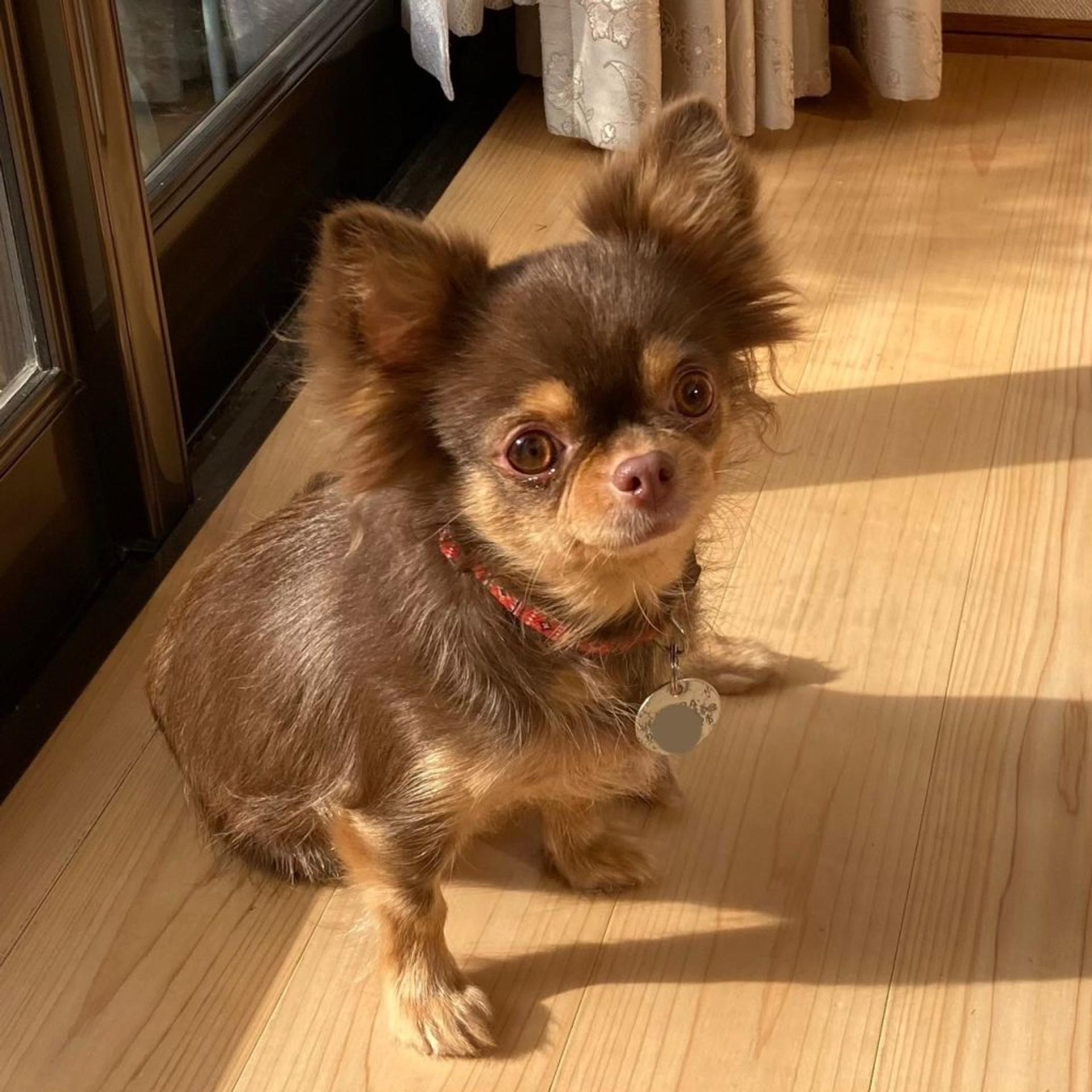 pet-image-6