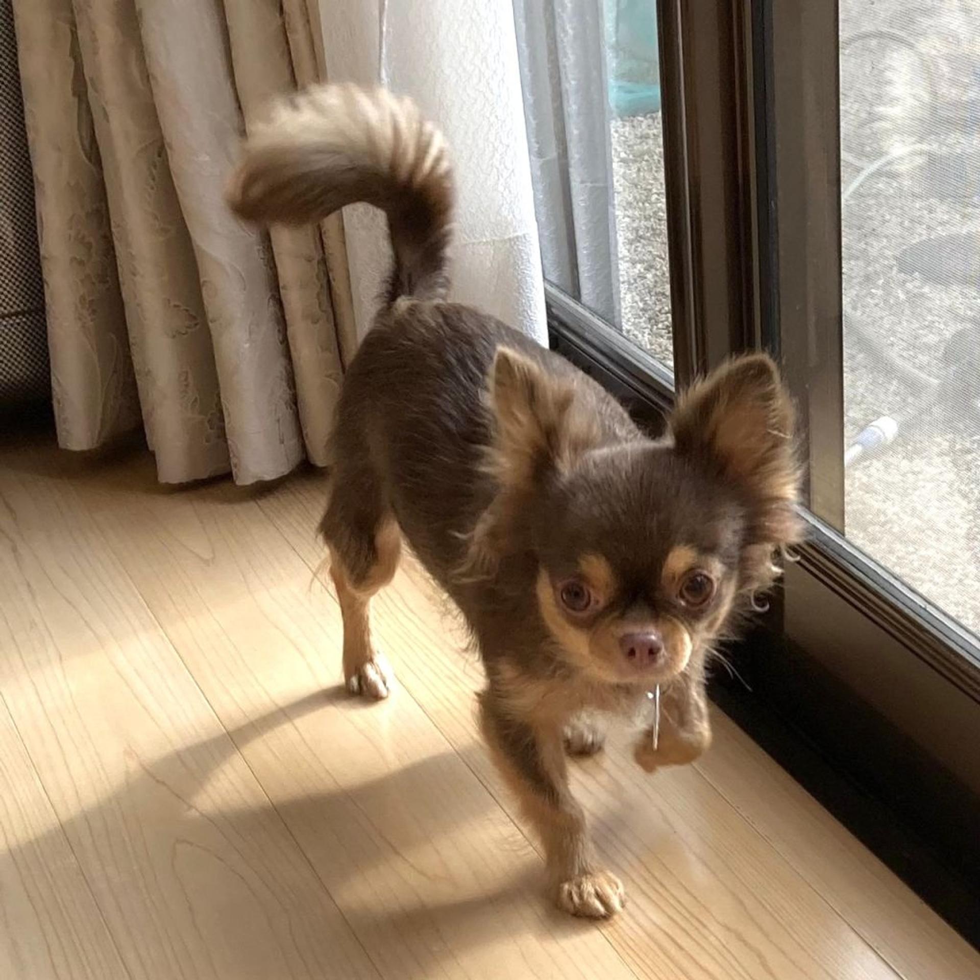 pet-image-2