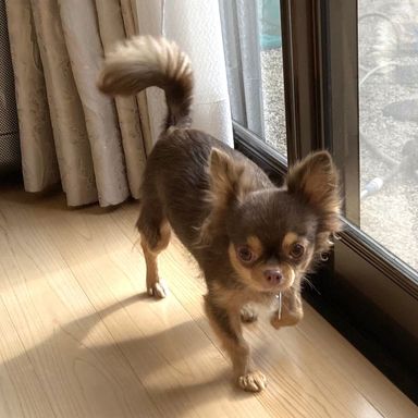 ひよこちゃん