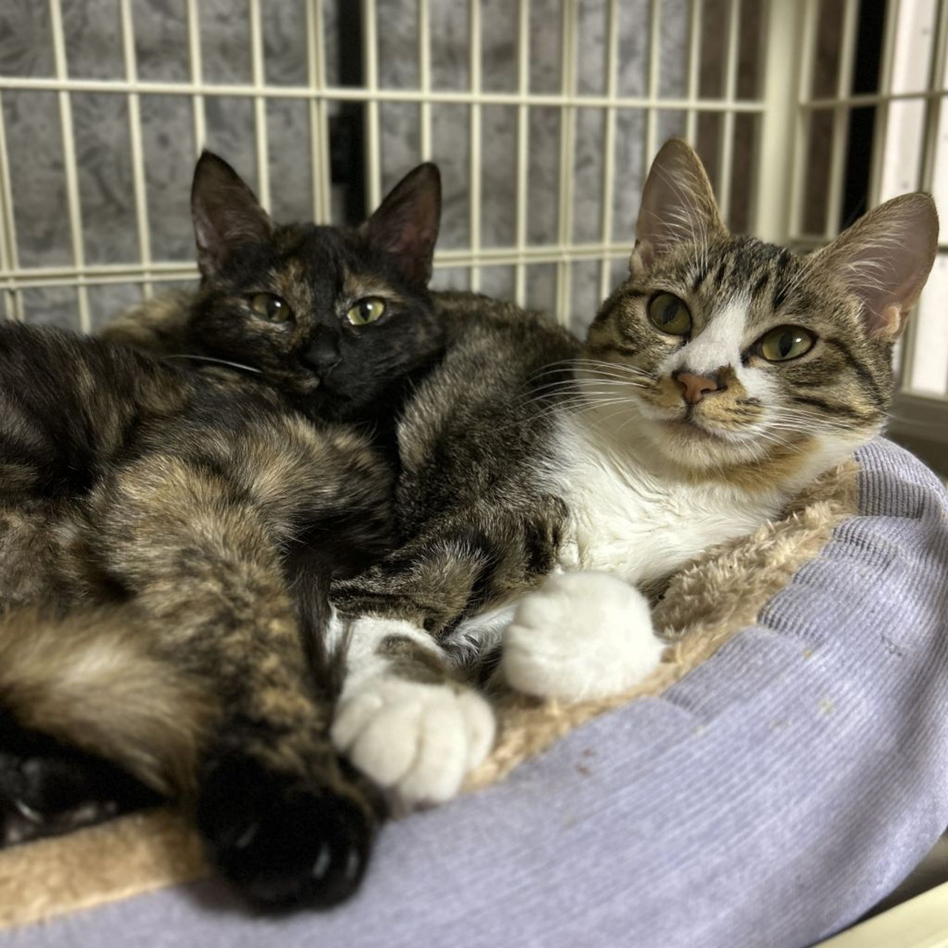 雑種（ミックス猫）・オスの里親募集の写真