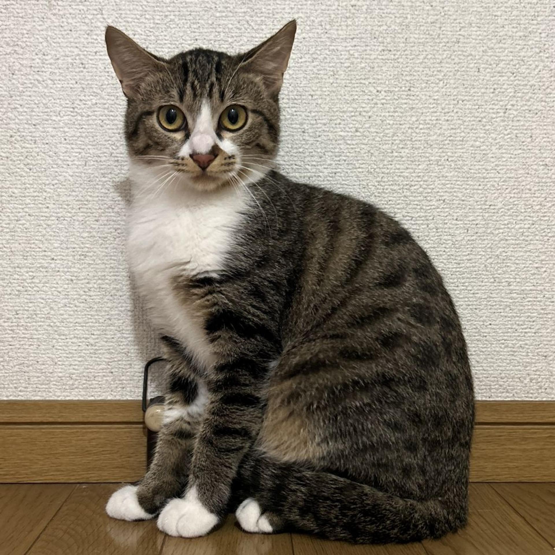 pet-image-7