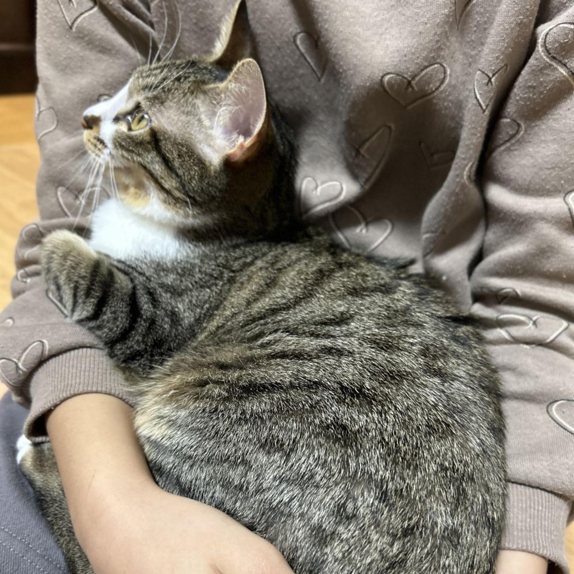 pet-image-8