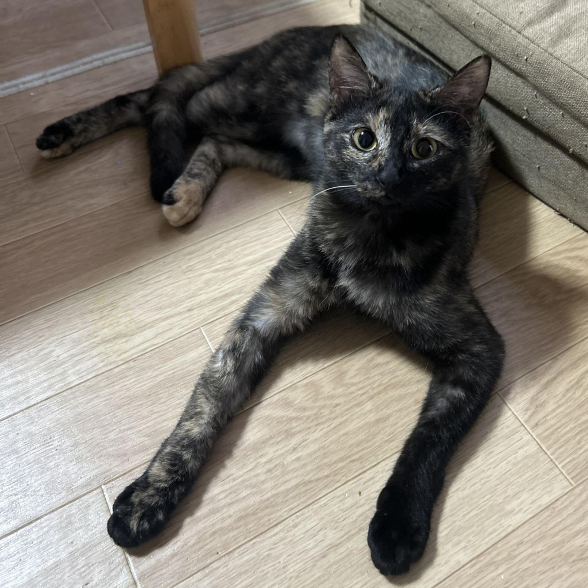 pet-image-9