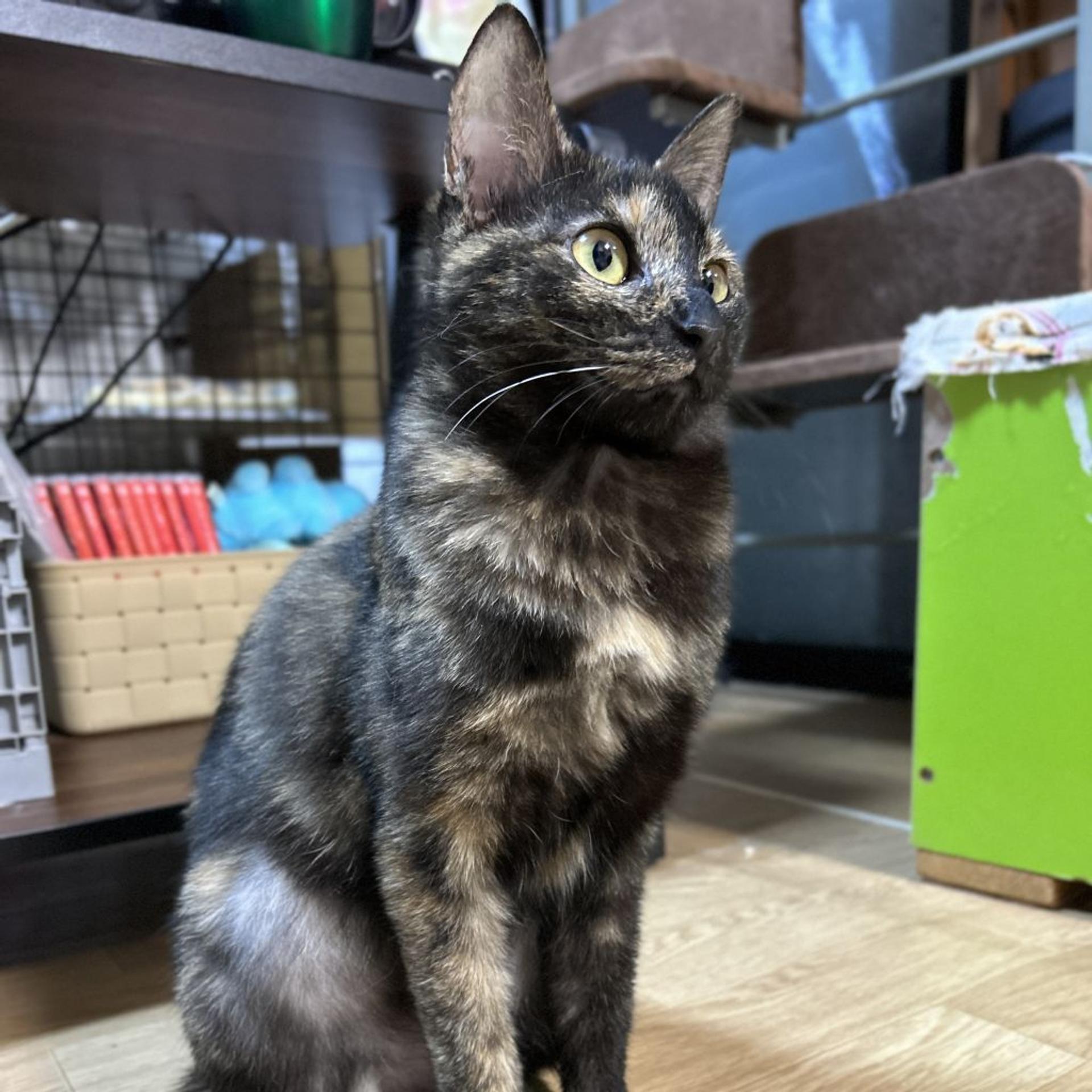 pet-image-2