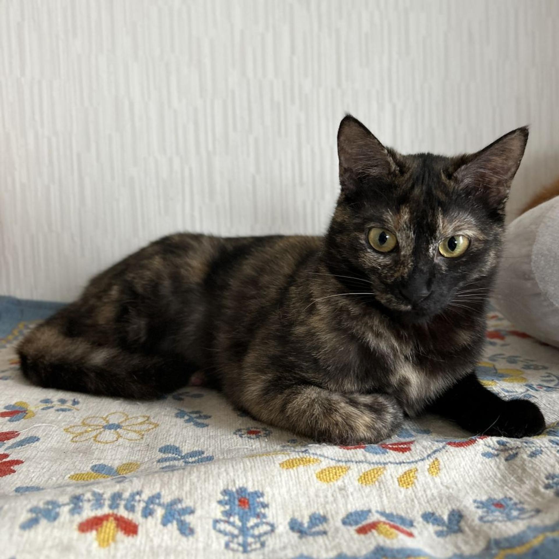 pet-image-5