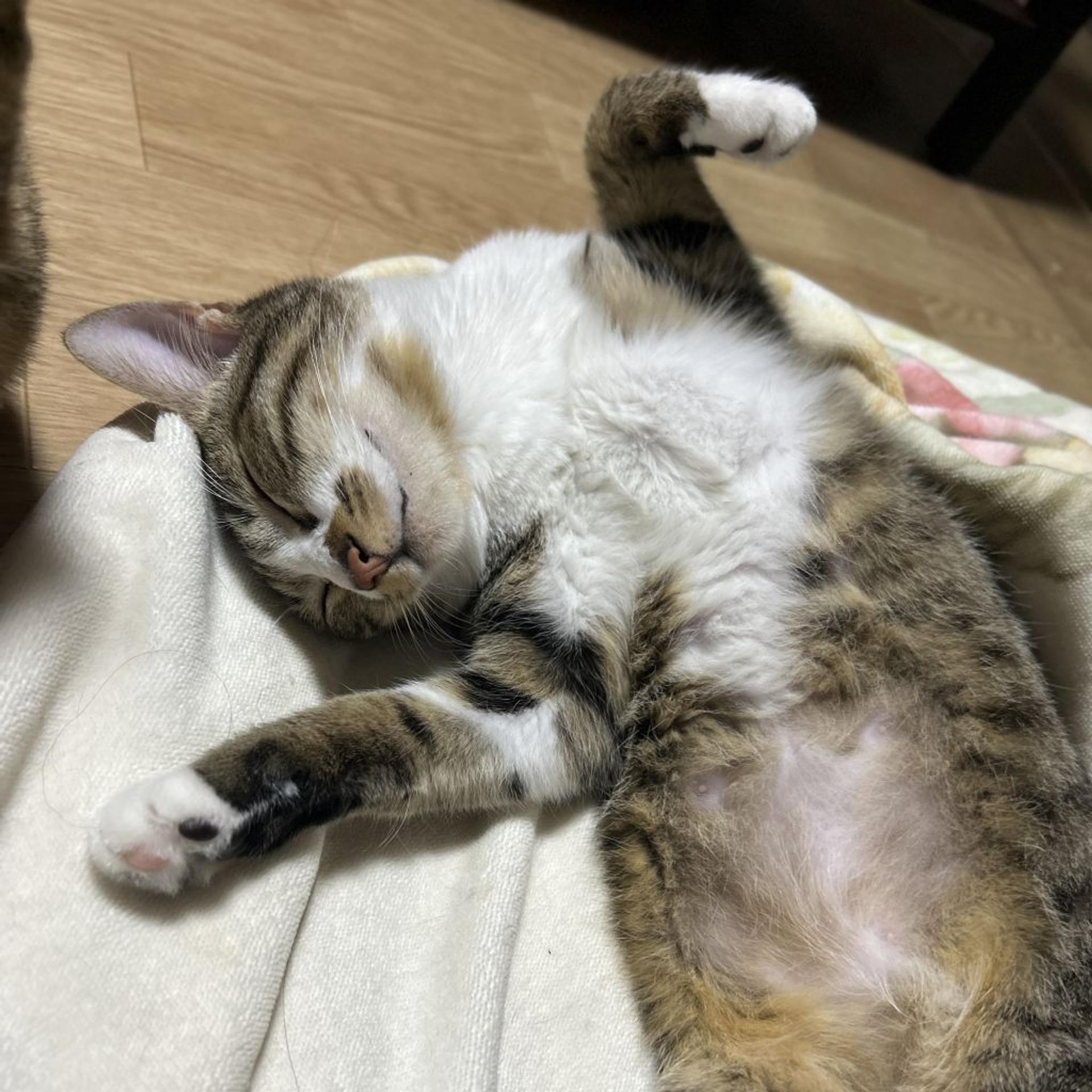 pet-image-4