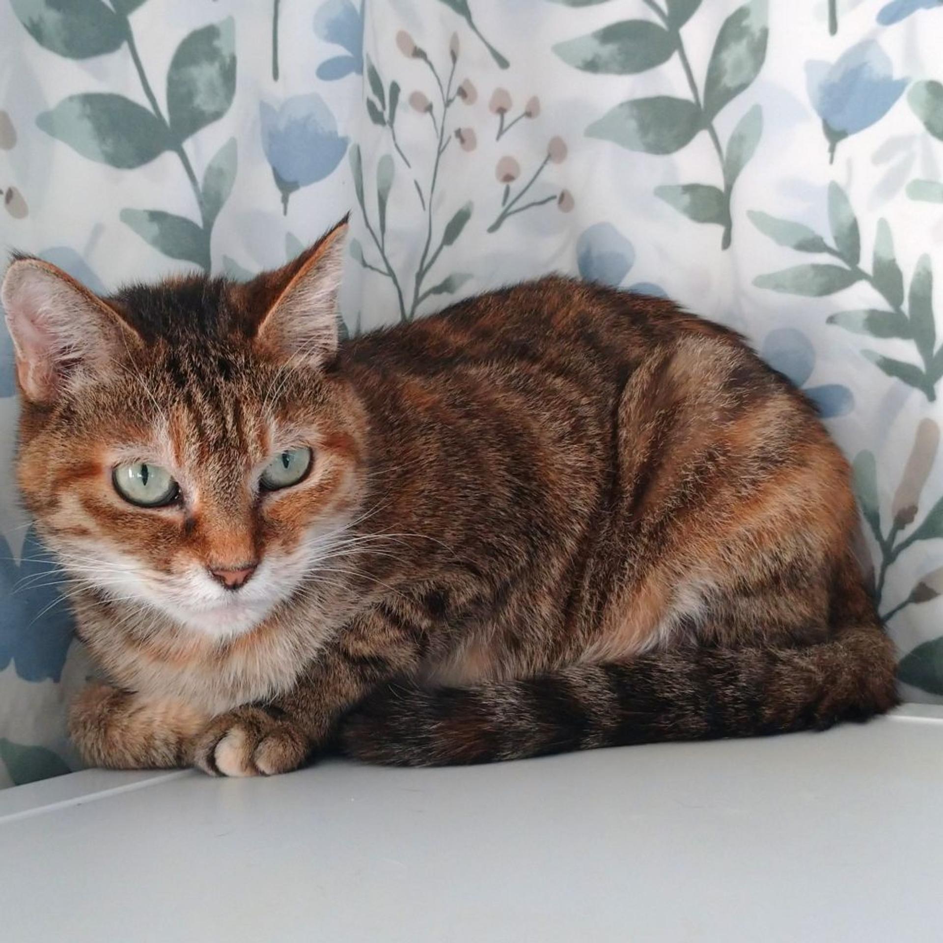 pet-image-5