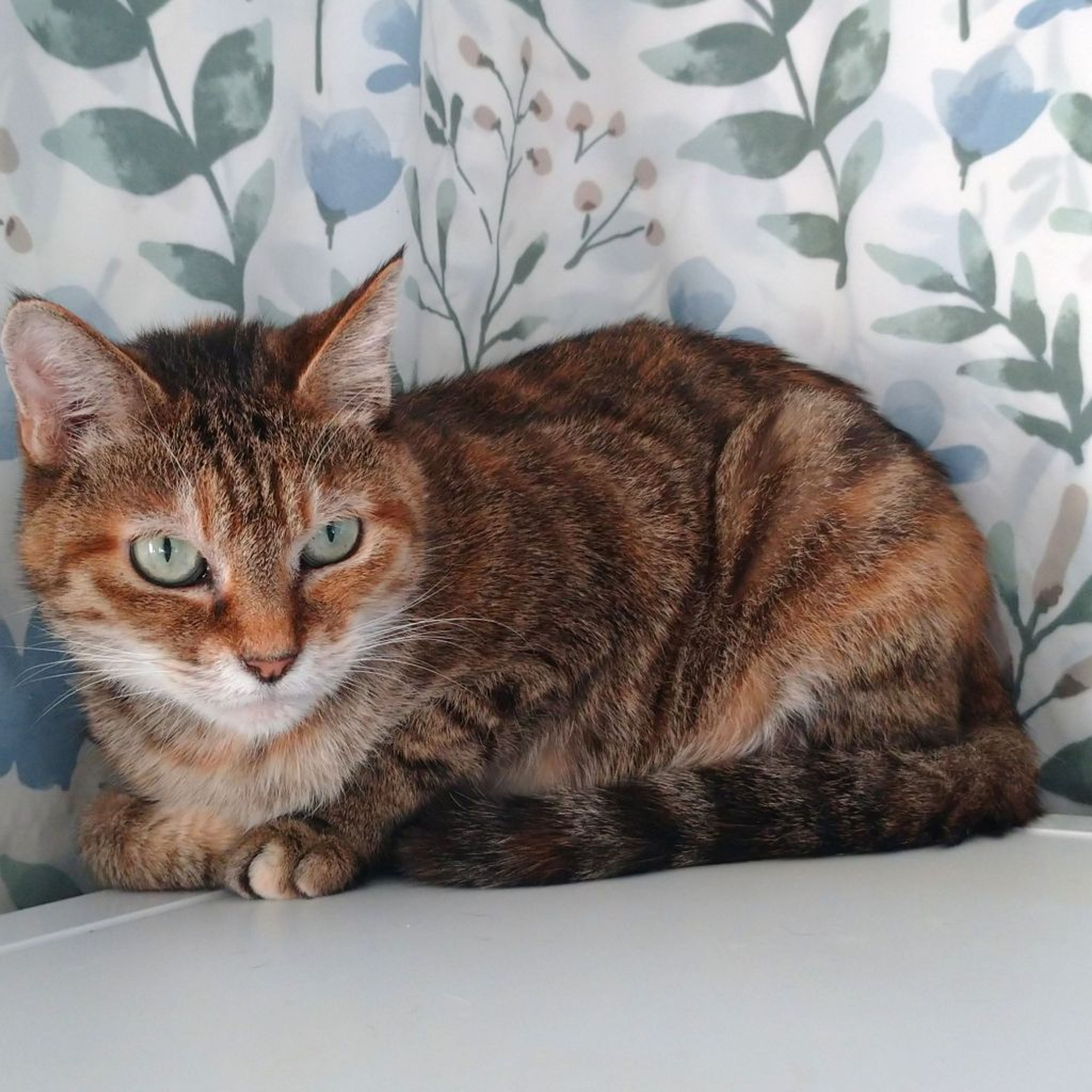 pet-image-5