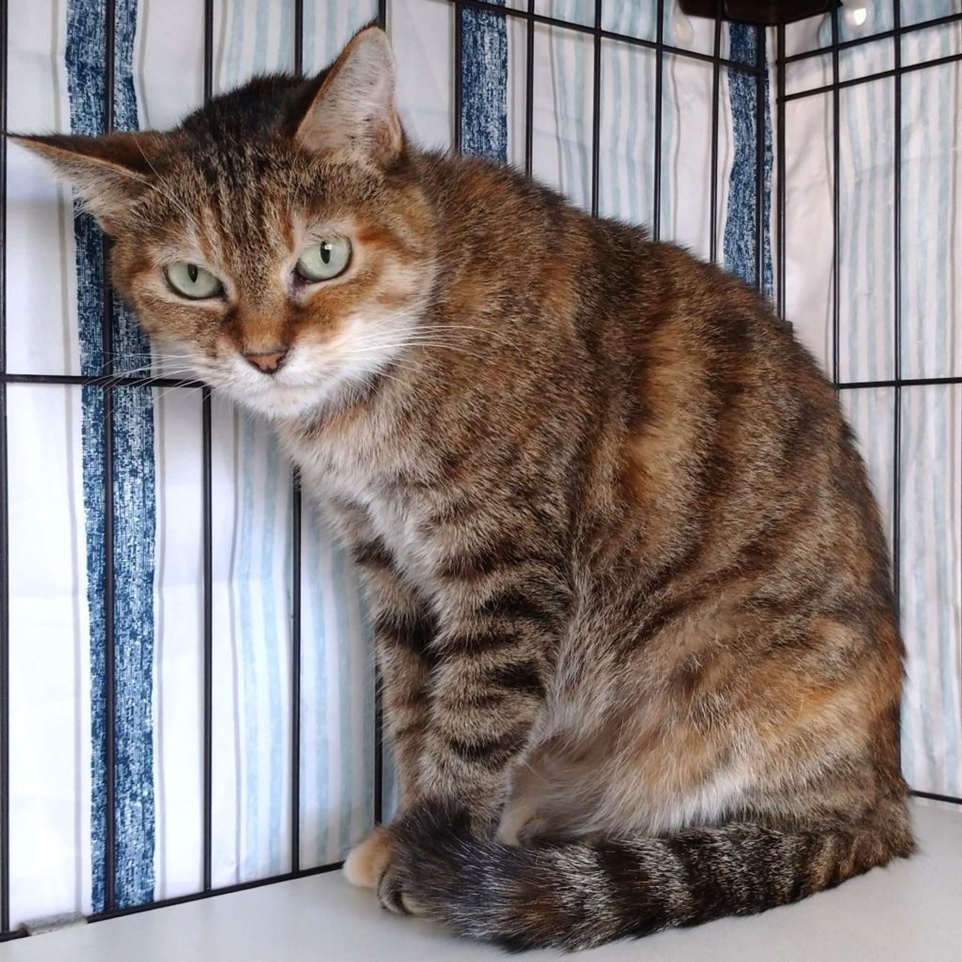 pet-image-7