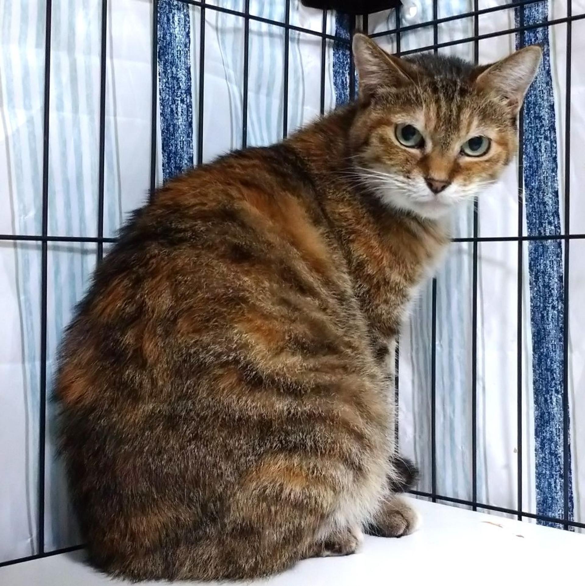 pet-image-8