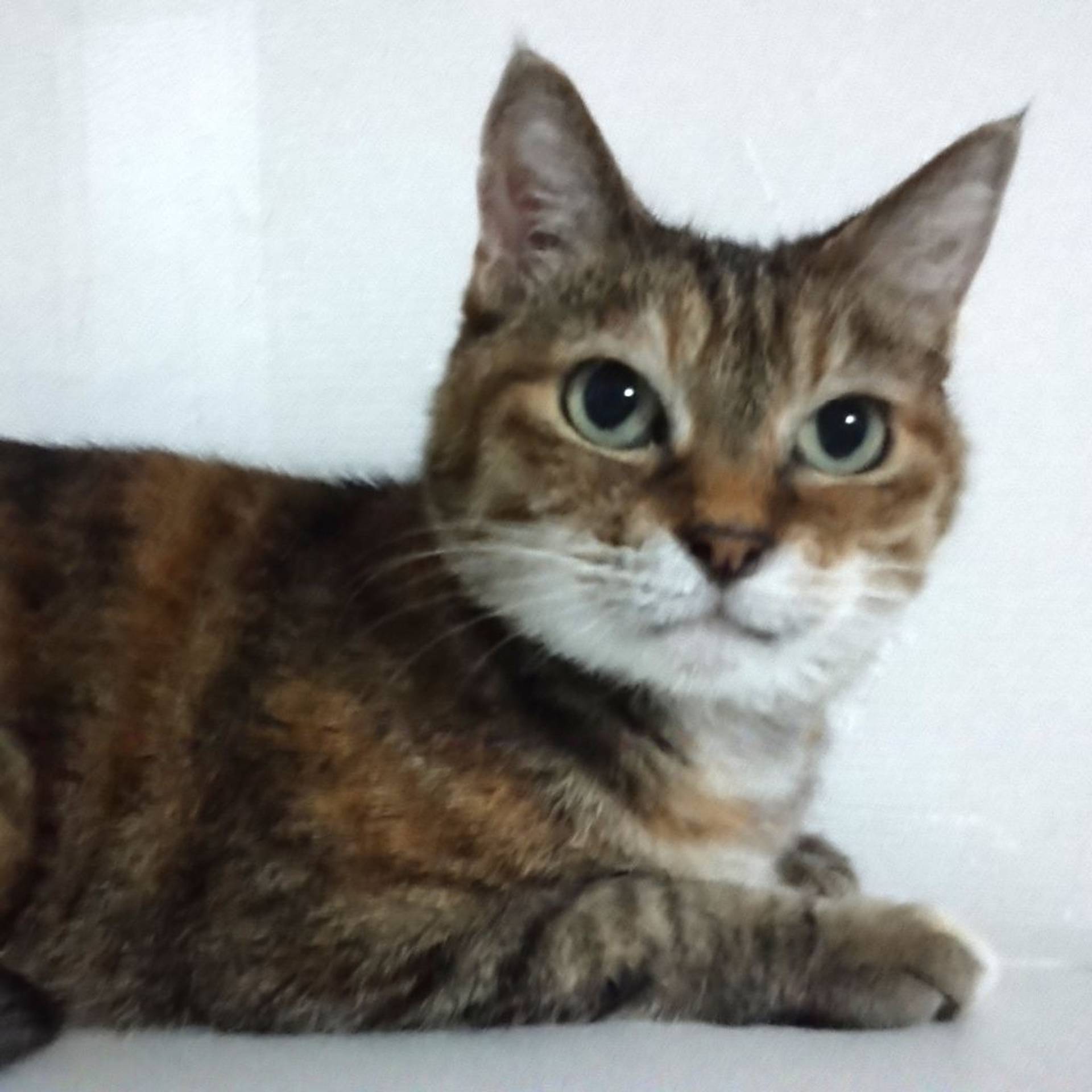 雑種（ミックス猫）・メスの里親募集の写真