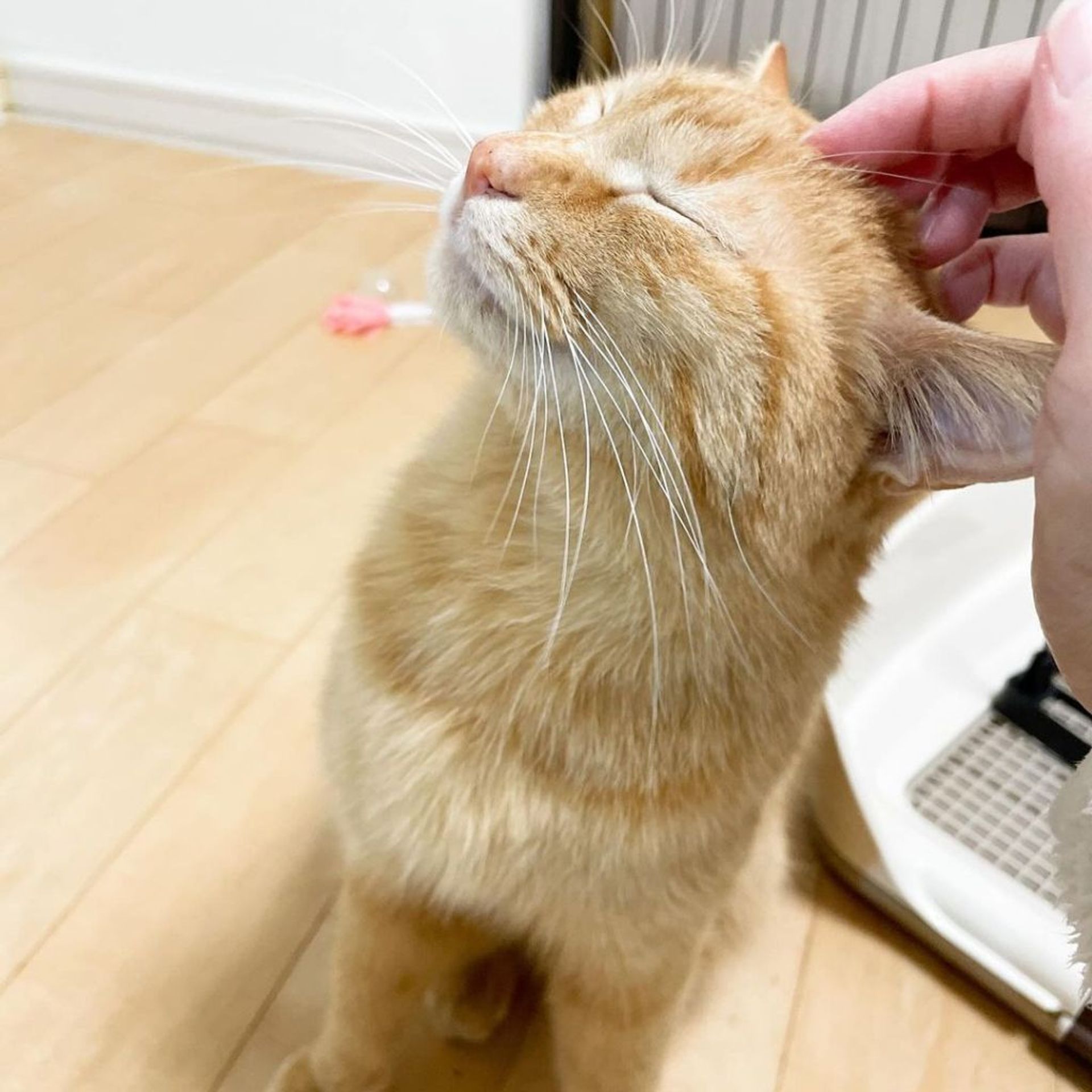 雑種（ミックス猫）・メスの里親募集の写真