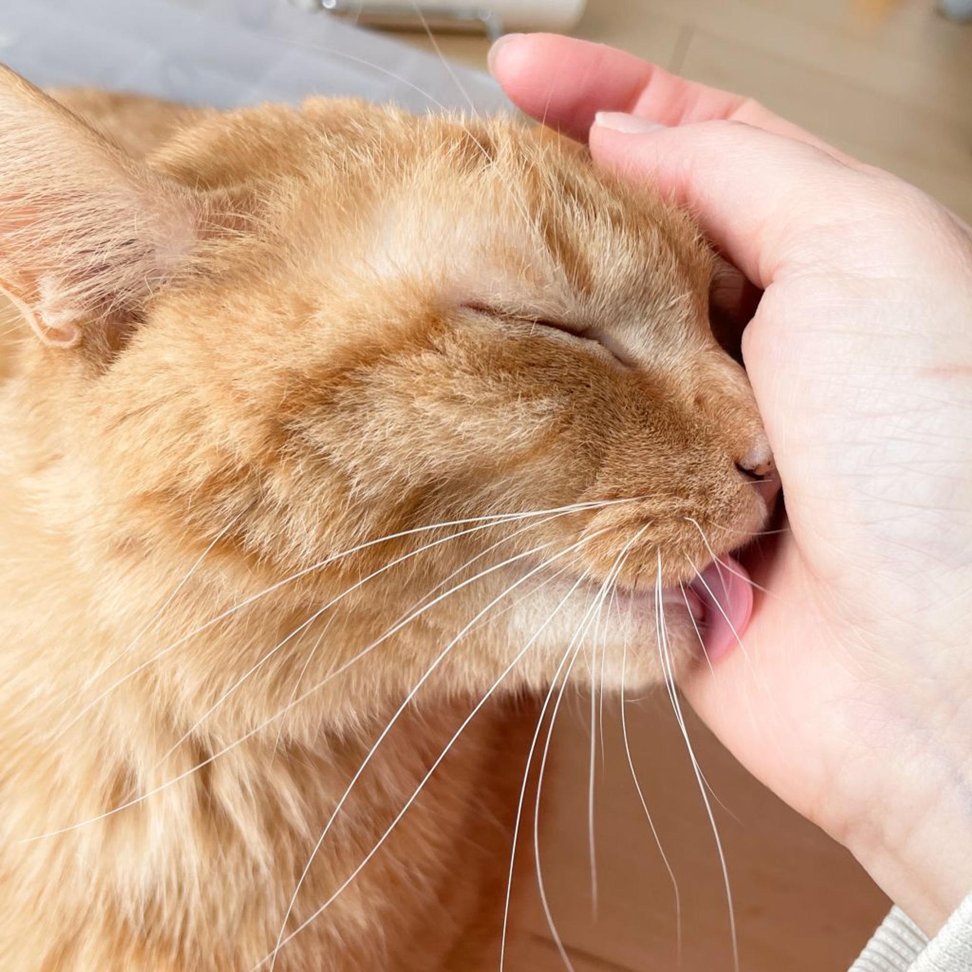 pet-image-4
