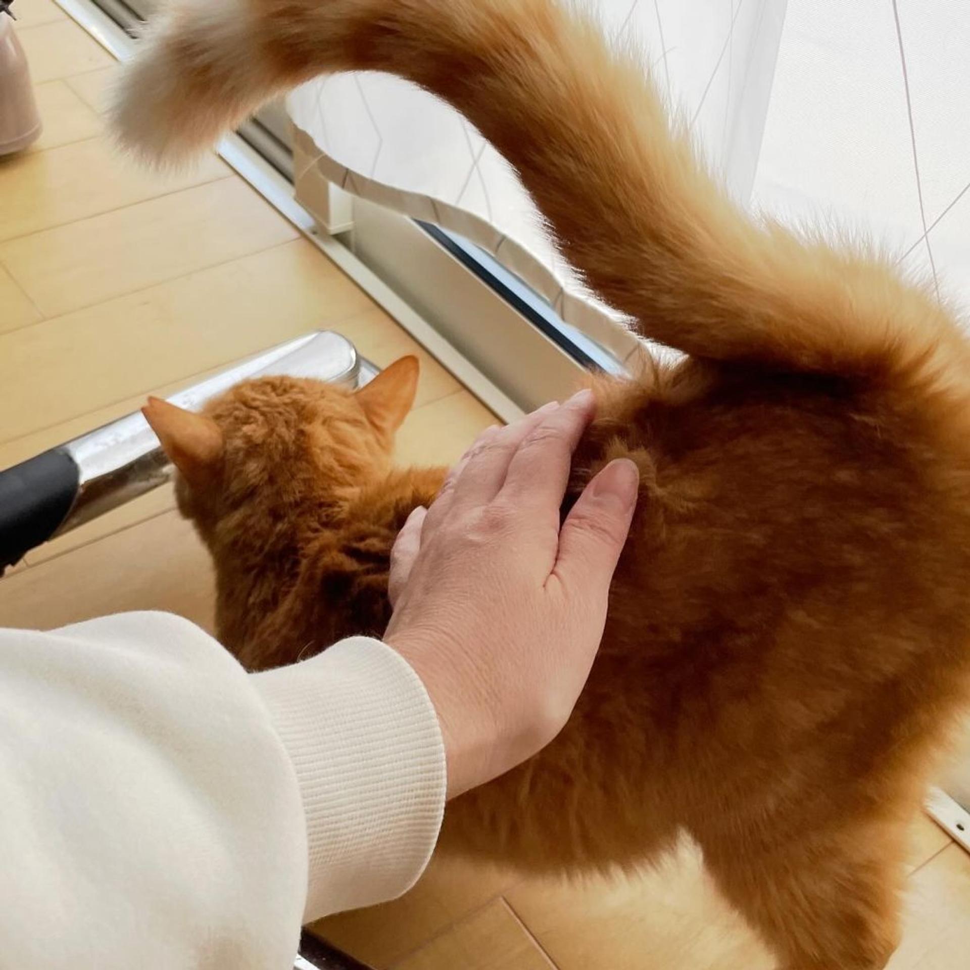 pet-image-5