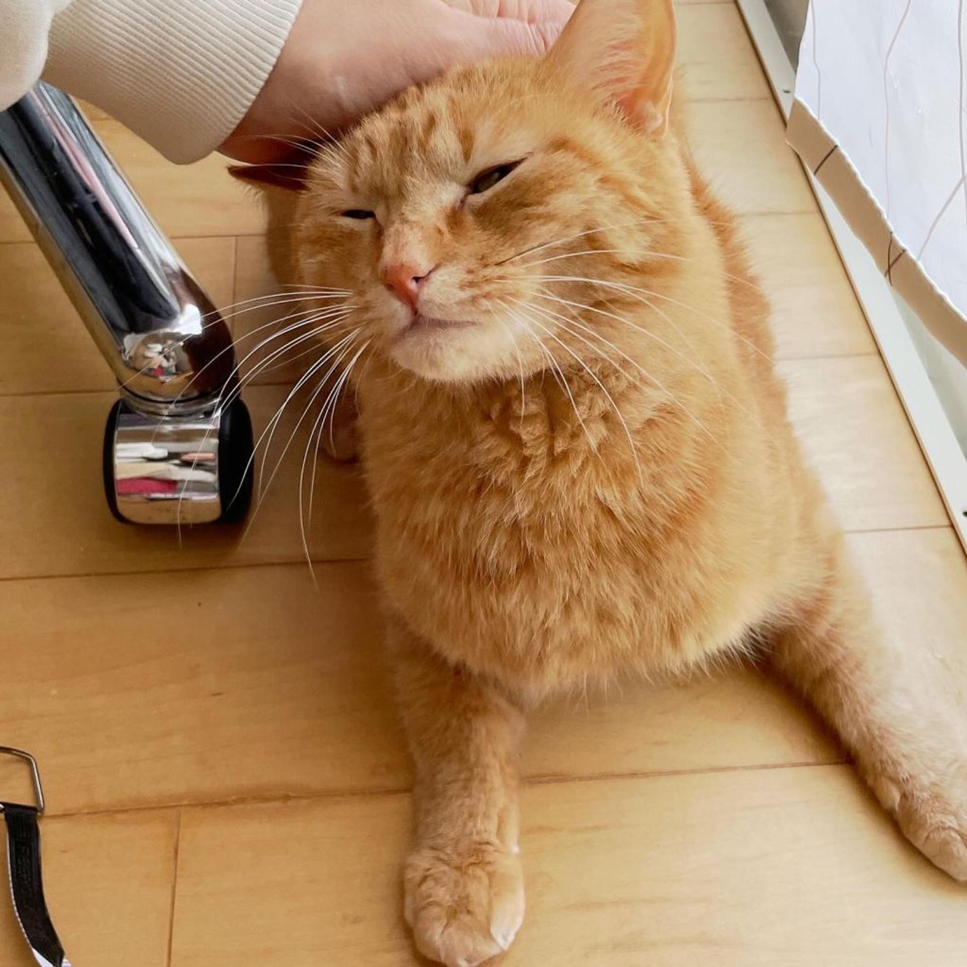 pet-image-6