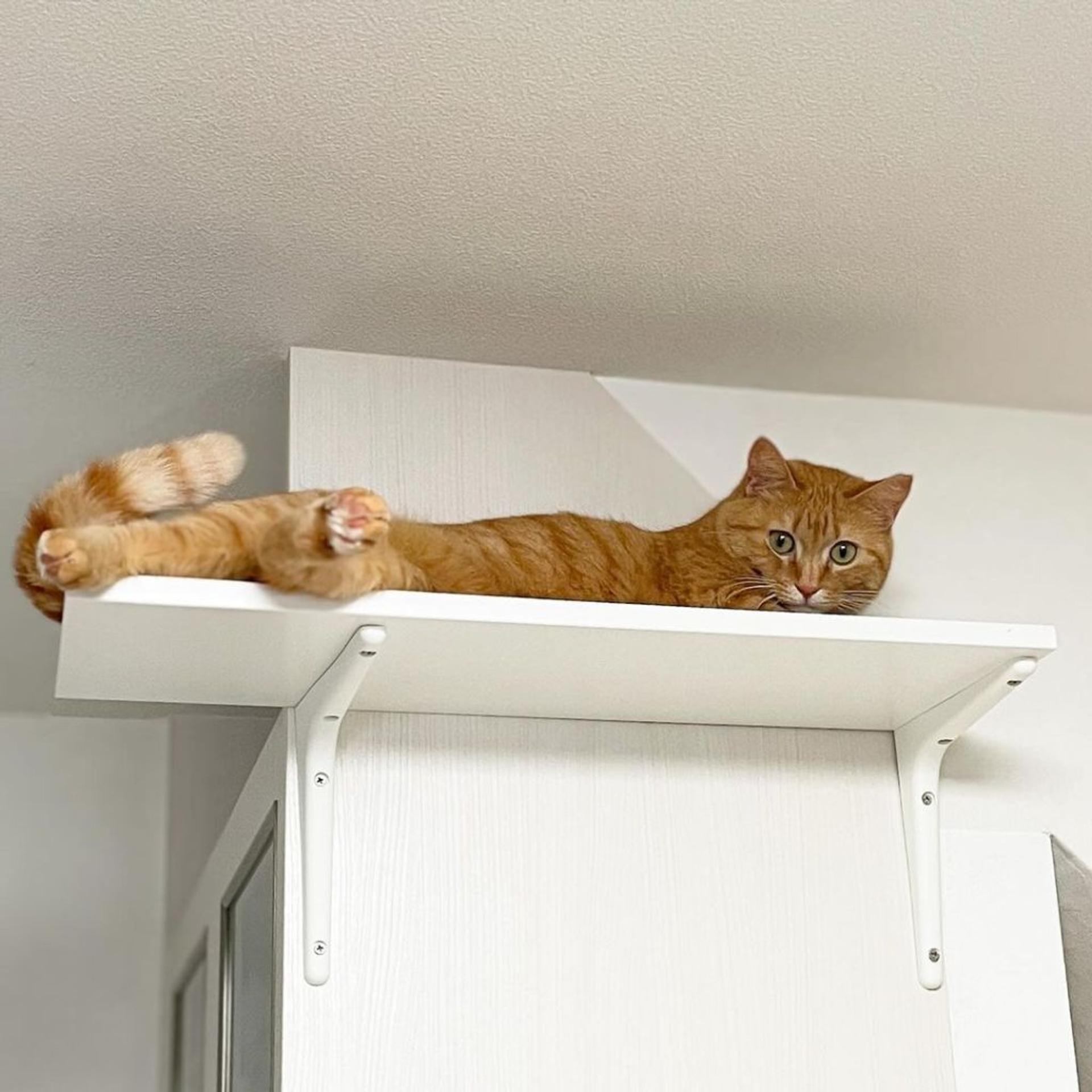 pet-image-7