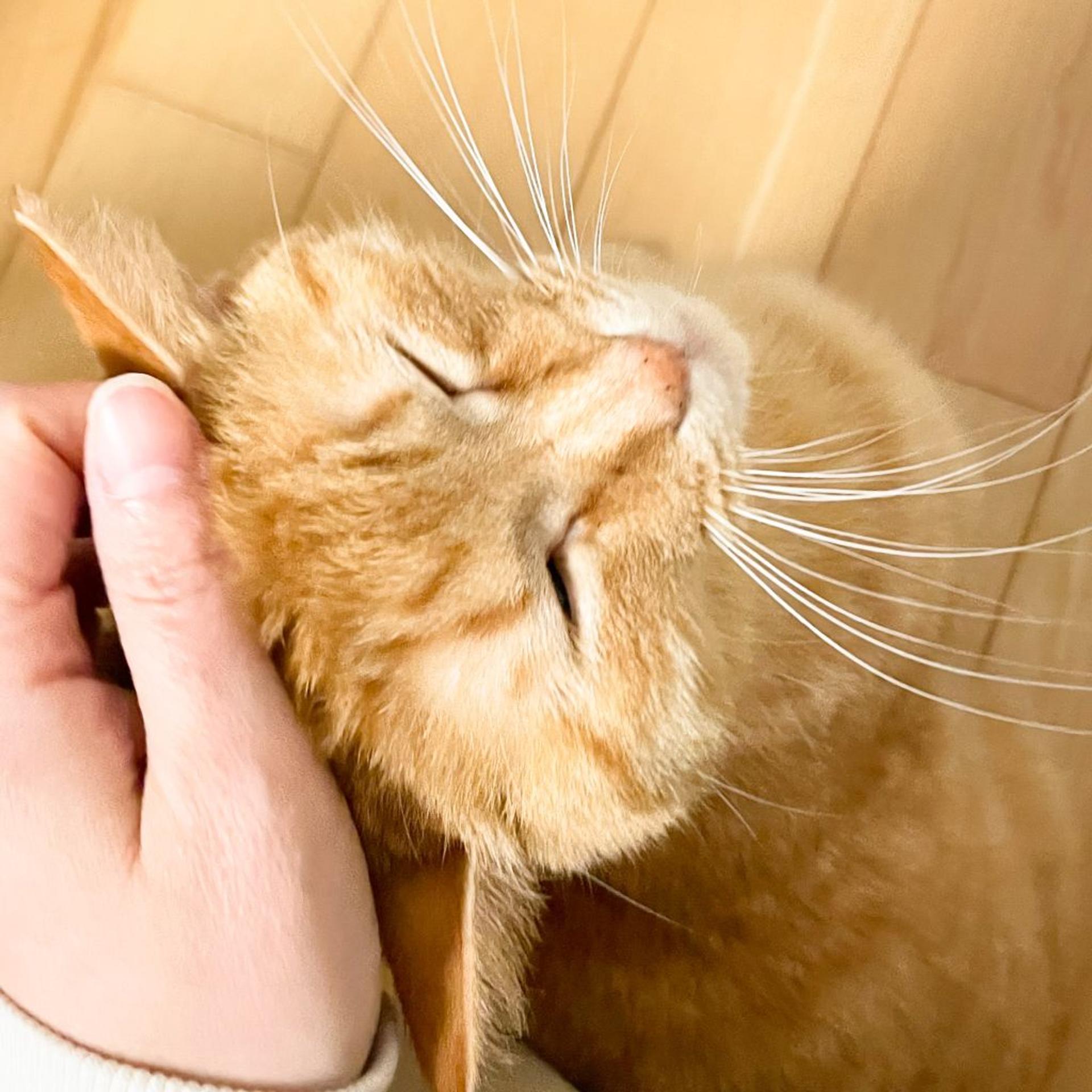 pet-image-8