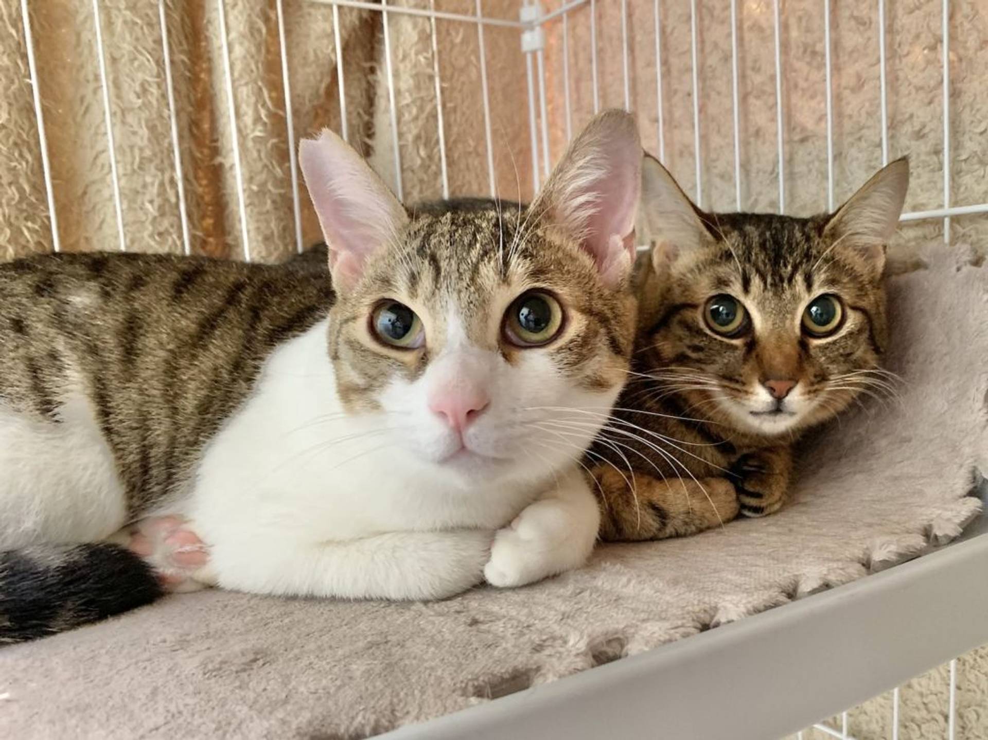 雑種（ミックス猫）・オスの里親募集の写真