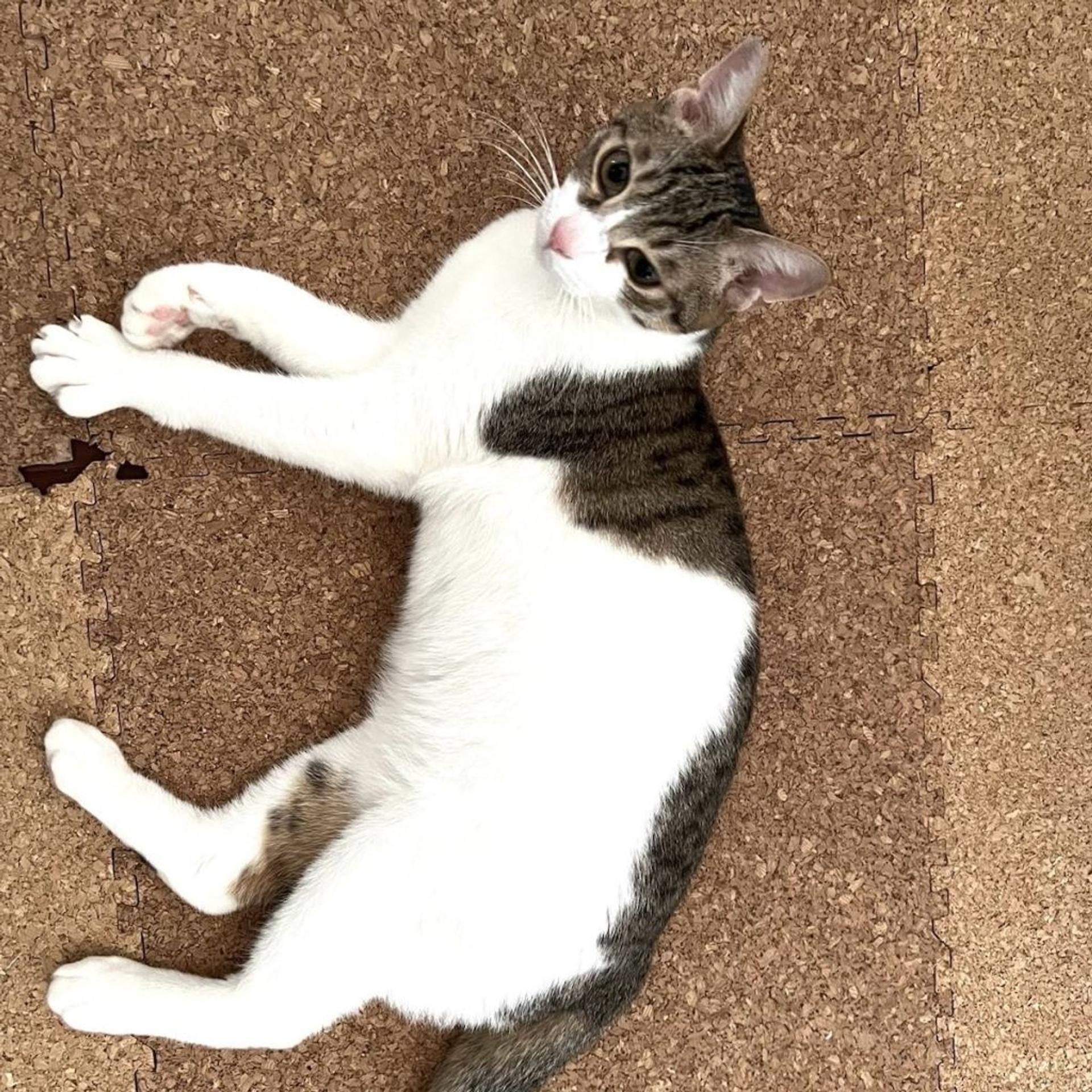 pet-image-16