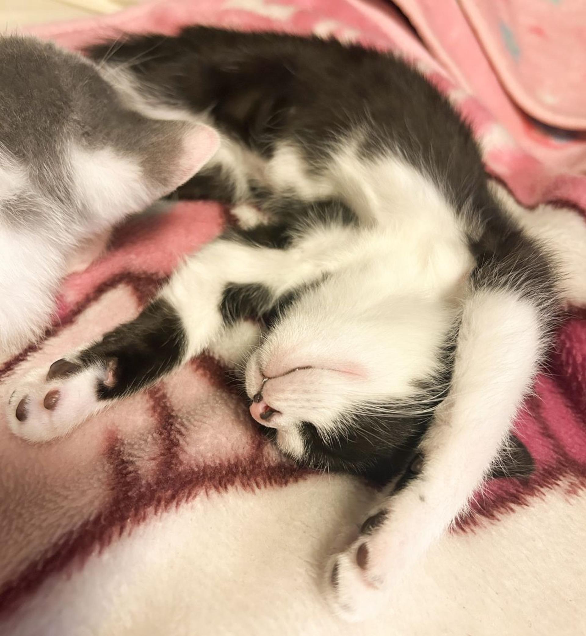 pet-image-3