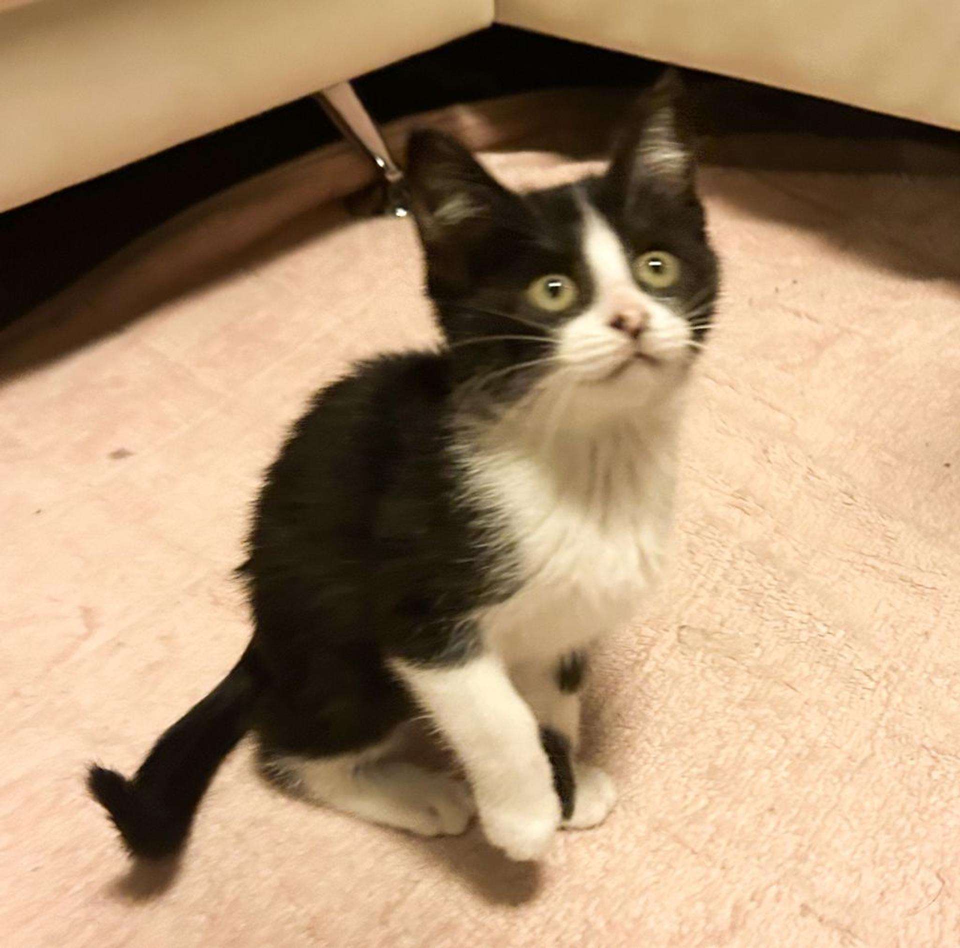 pet-image-4