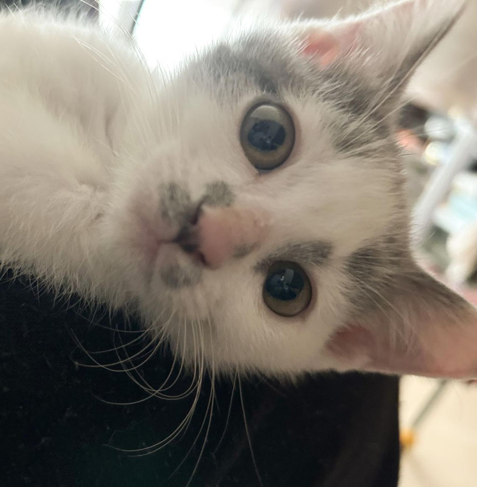 pet-image-4
