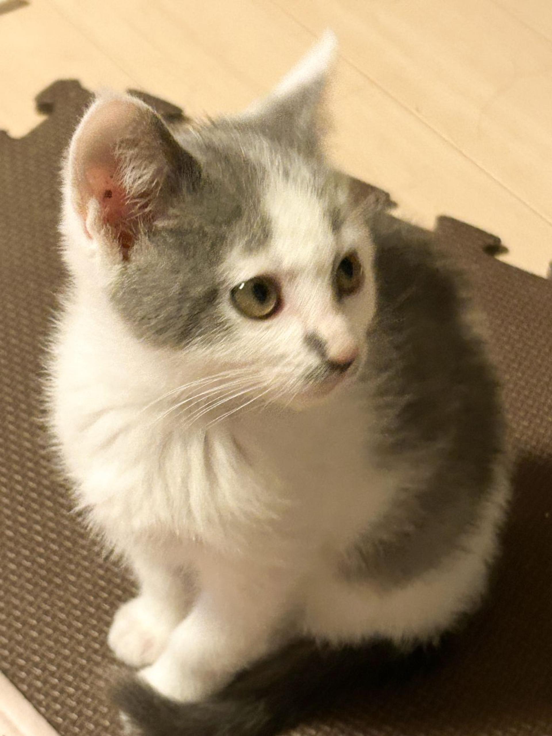 pet-image-5