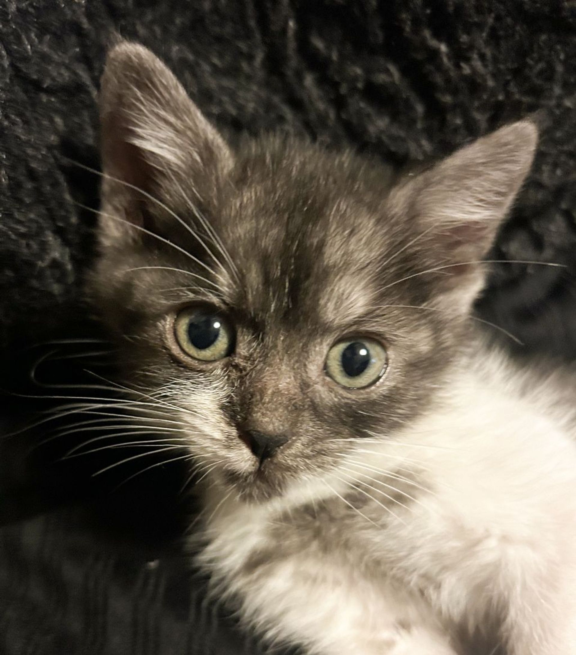 雑種（ミックス猫）・メスの里親募集の写真