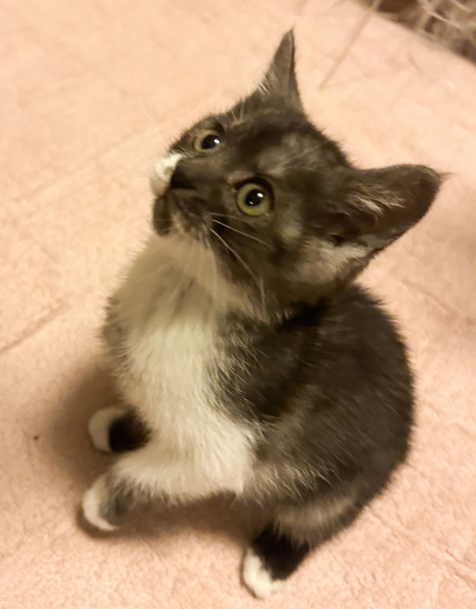 pet-image-2