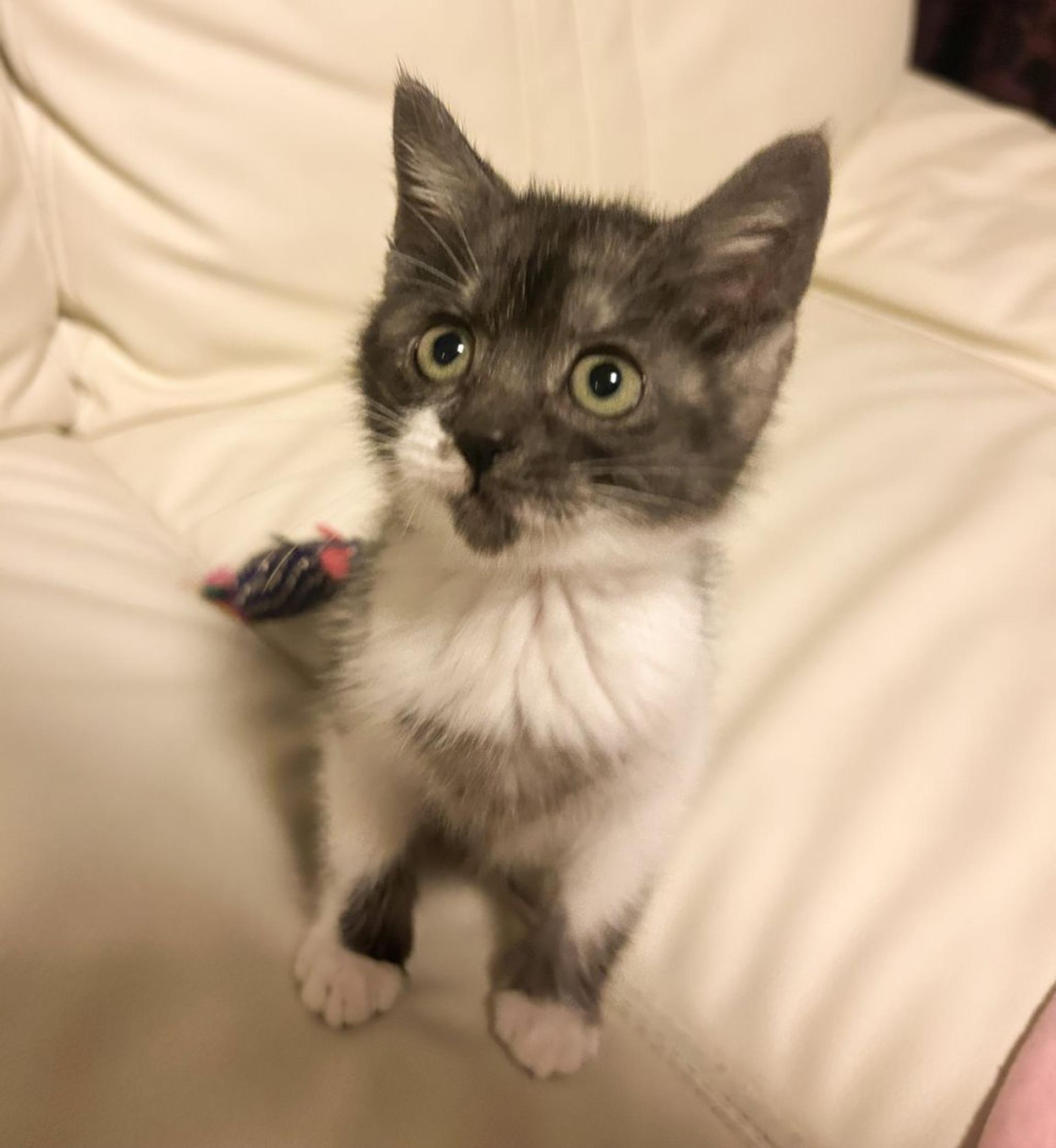pet-image-3
