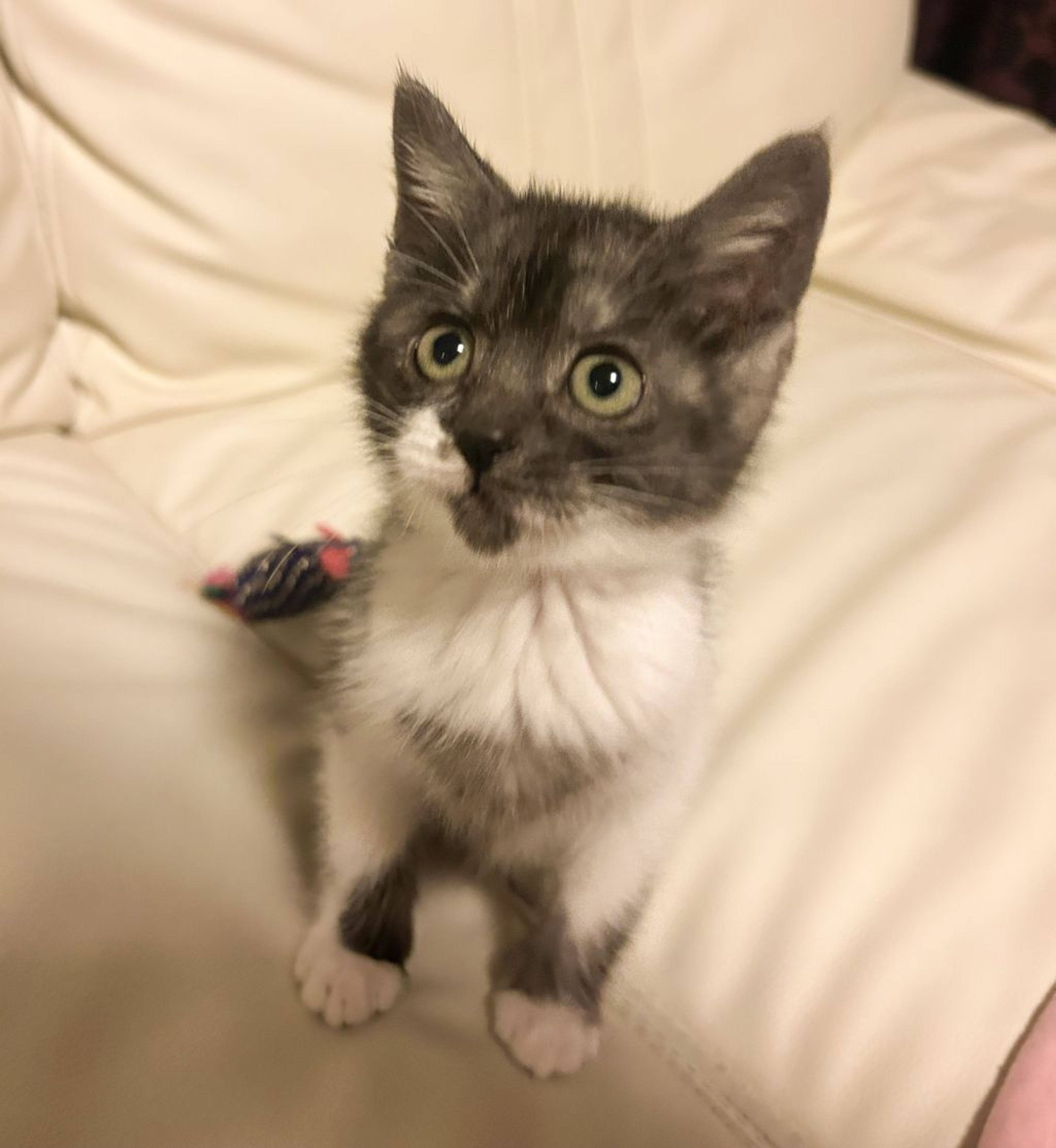 pet-image-3