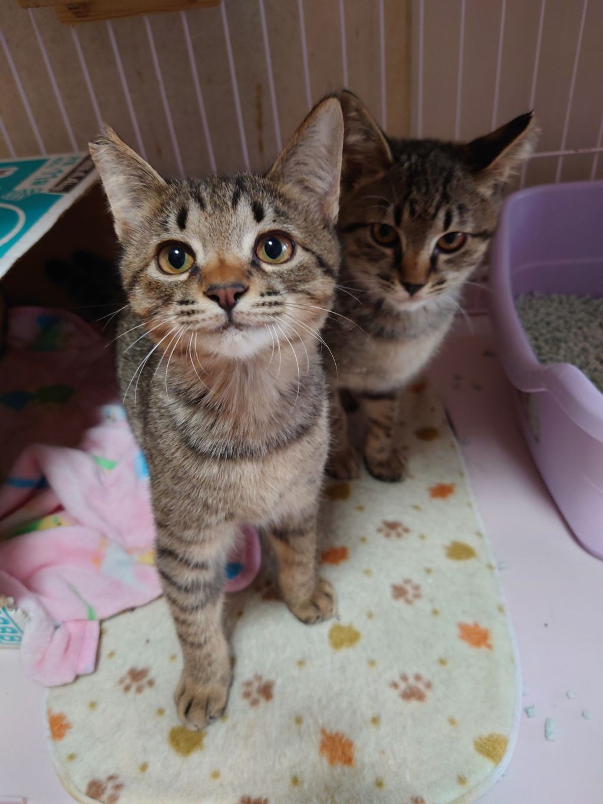雑種（ミックス猫）・オスの里親募集の写真