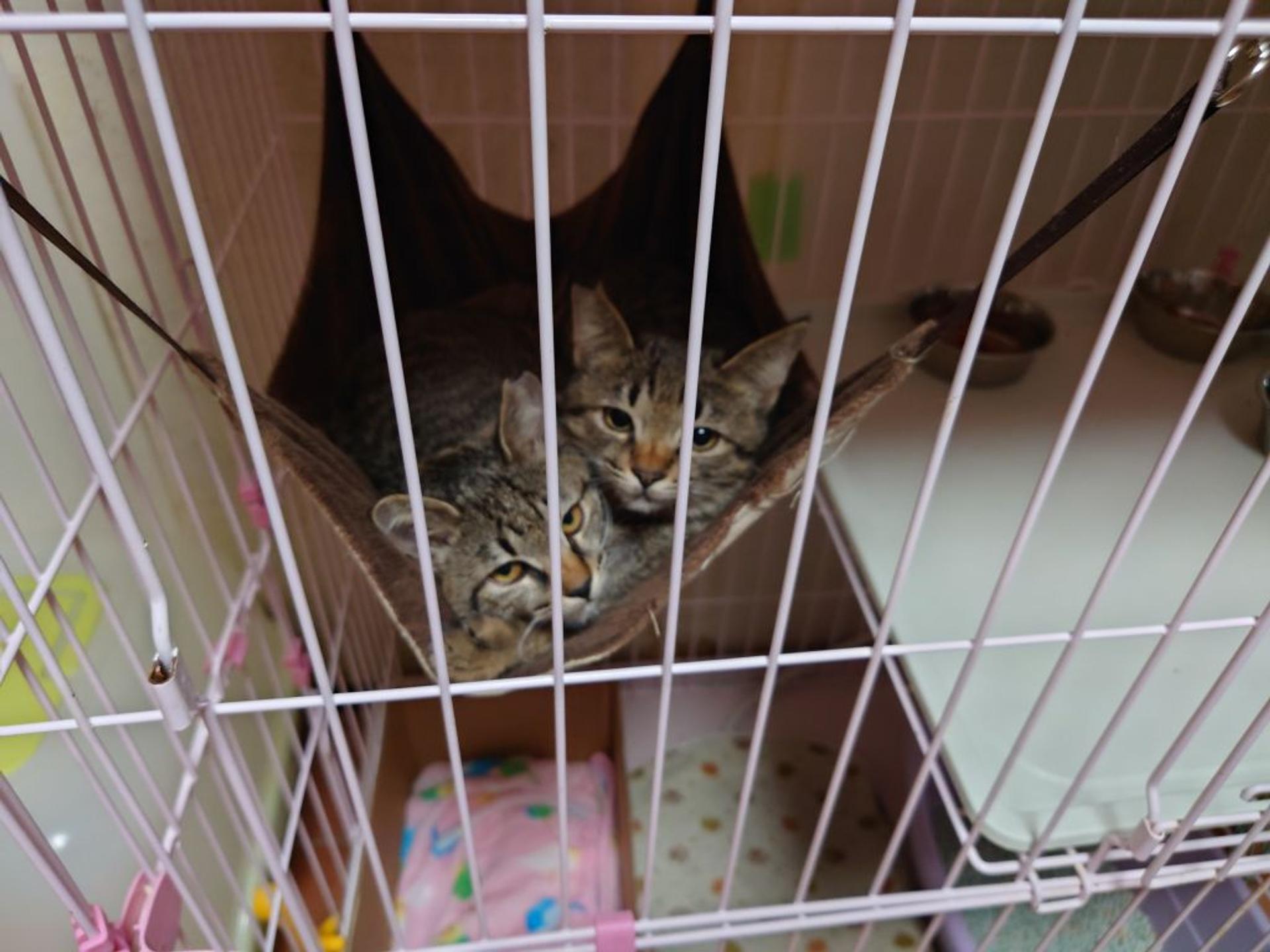 pet-image-4