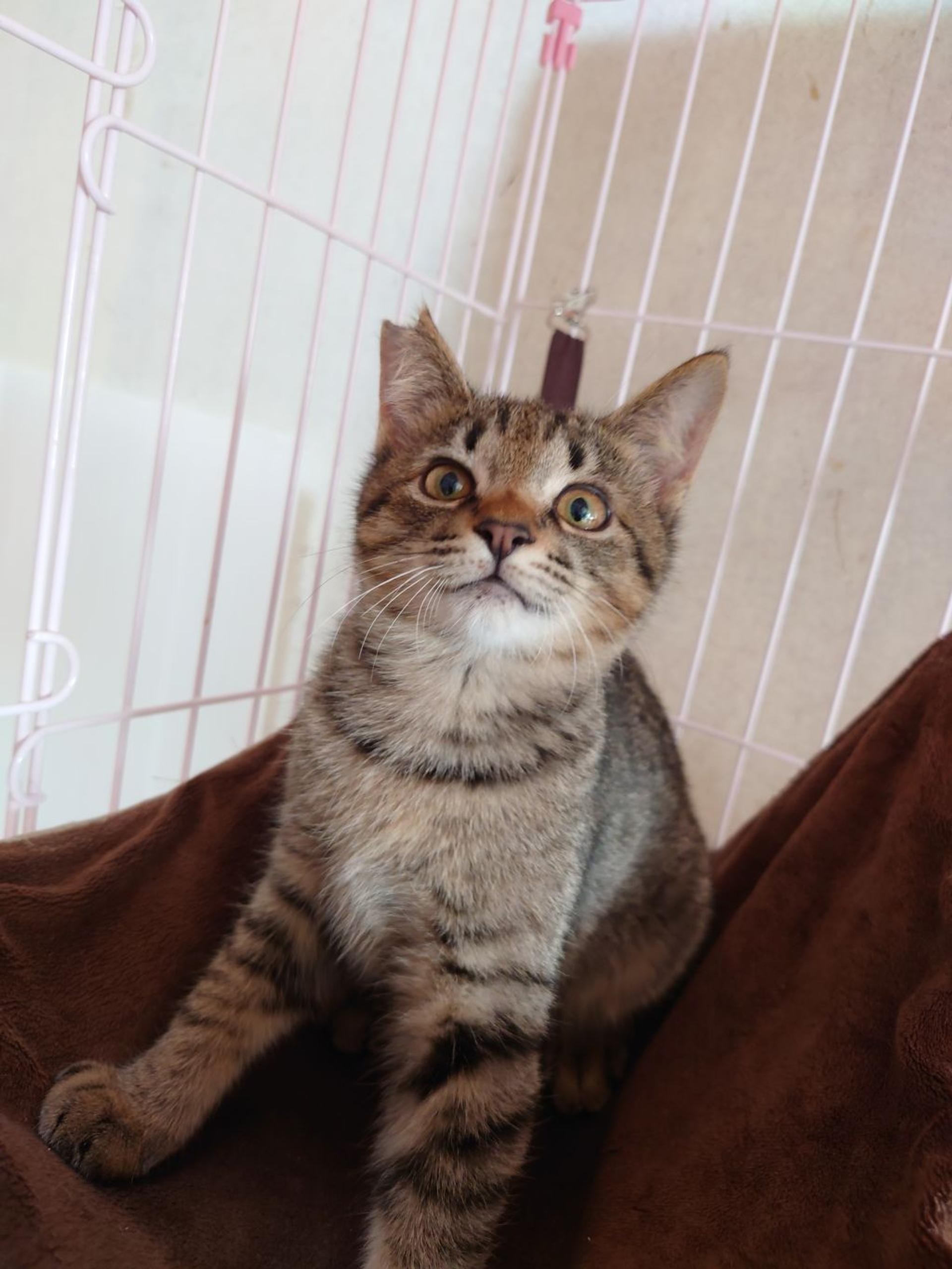 pet-image-5