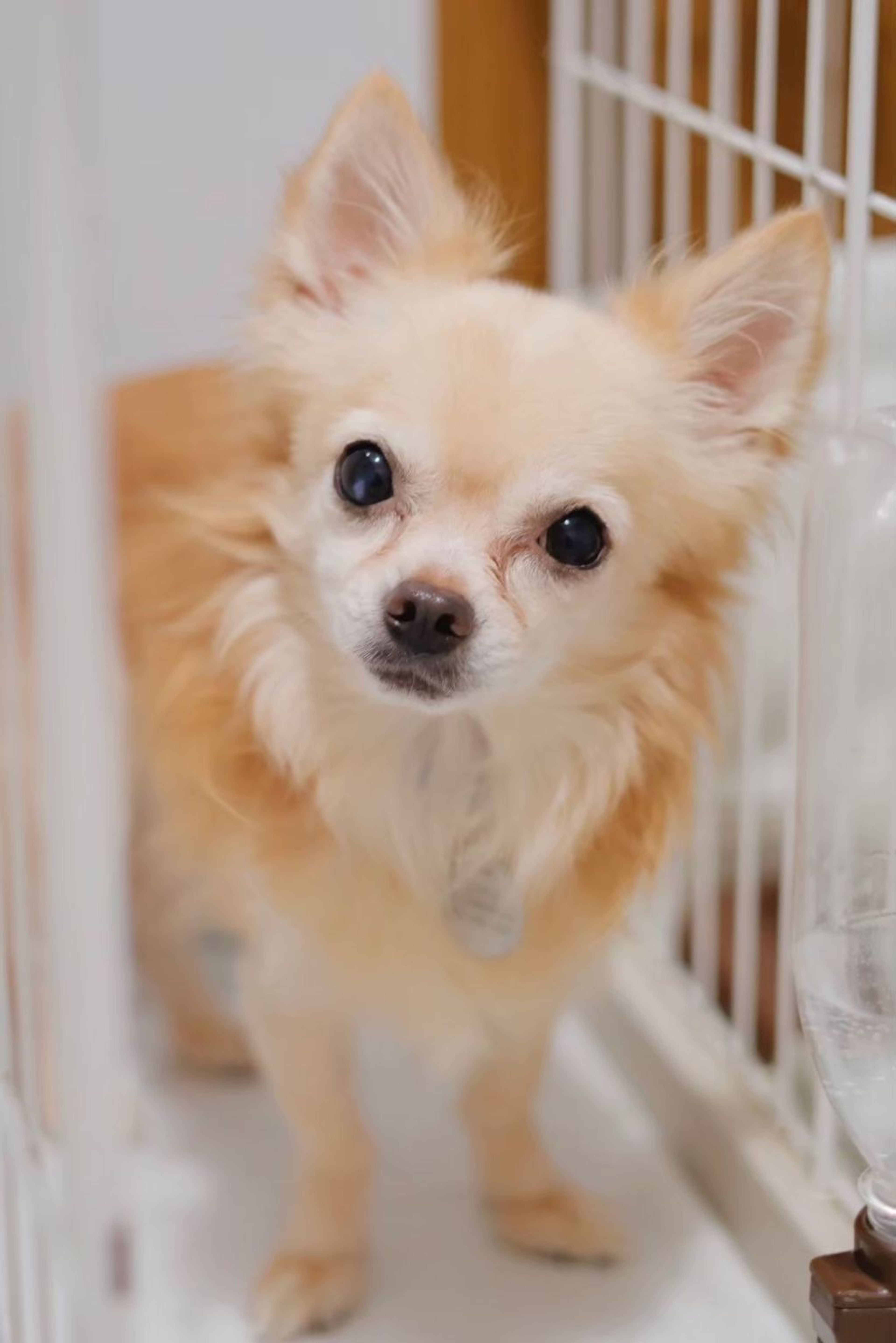 pet-image-2