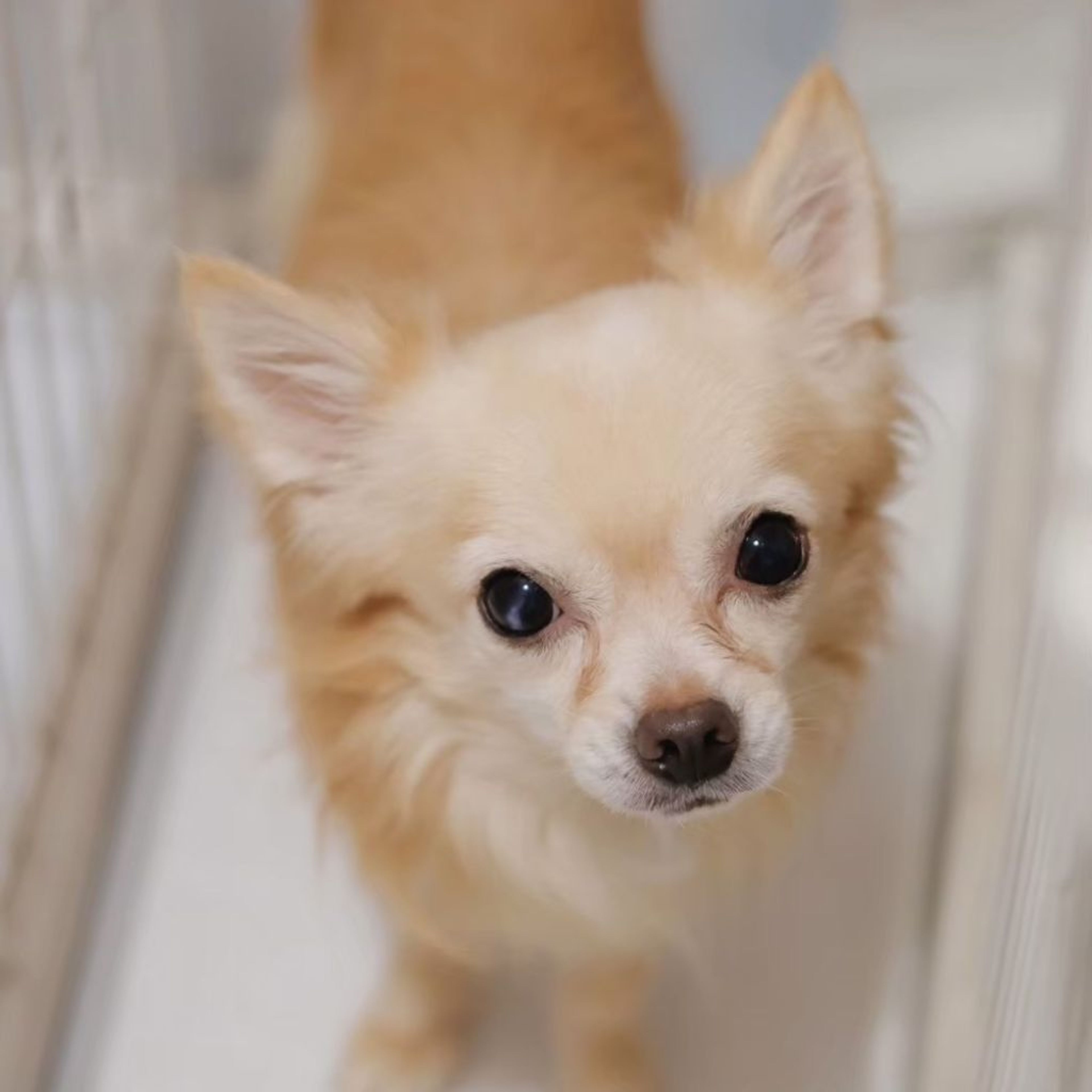pet-image-4