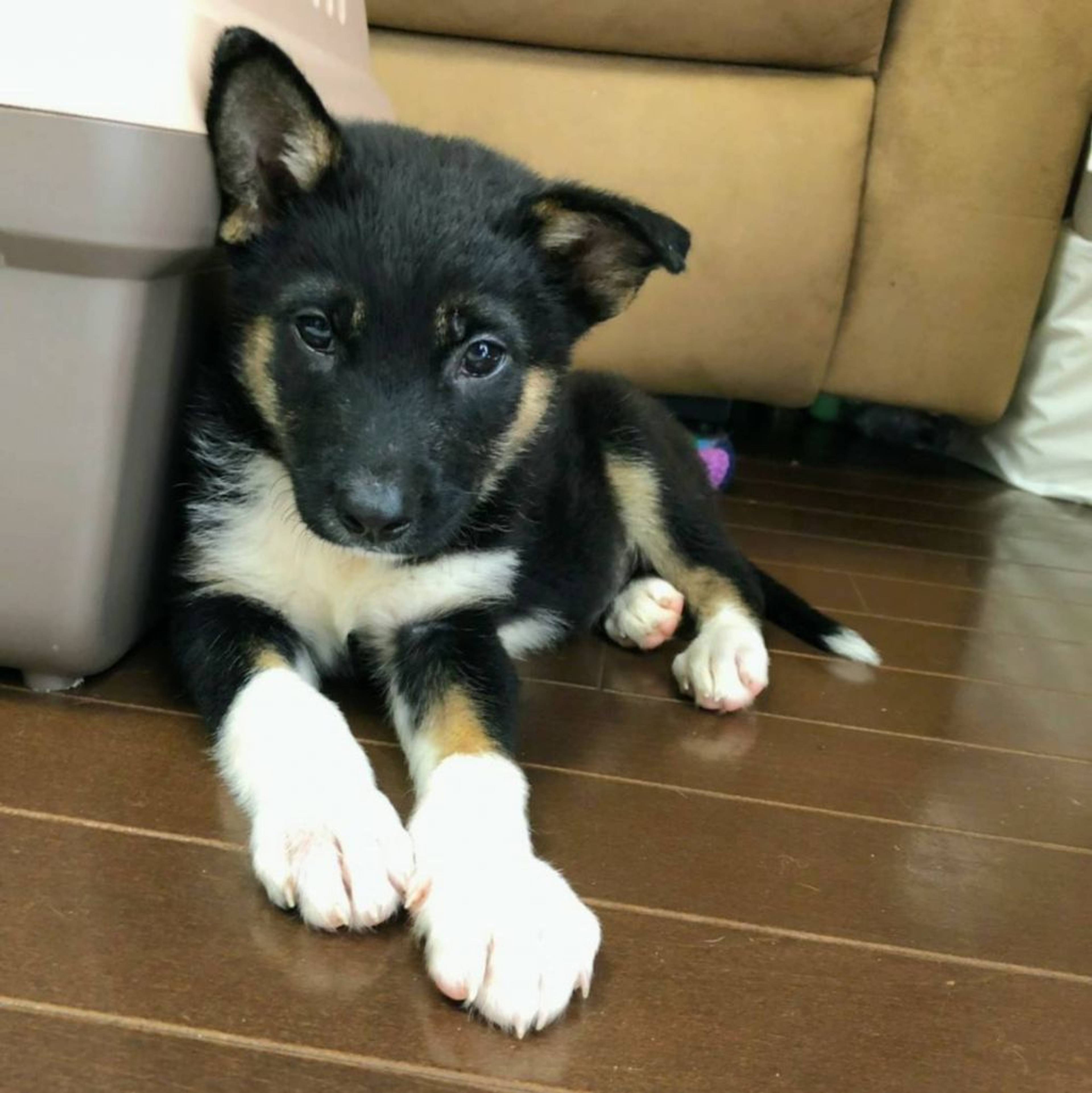 雑種（ミックス犬）・オスの里親募集の写真