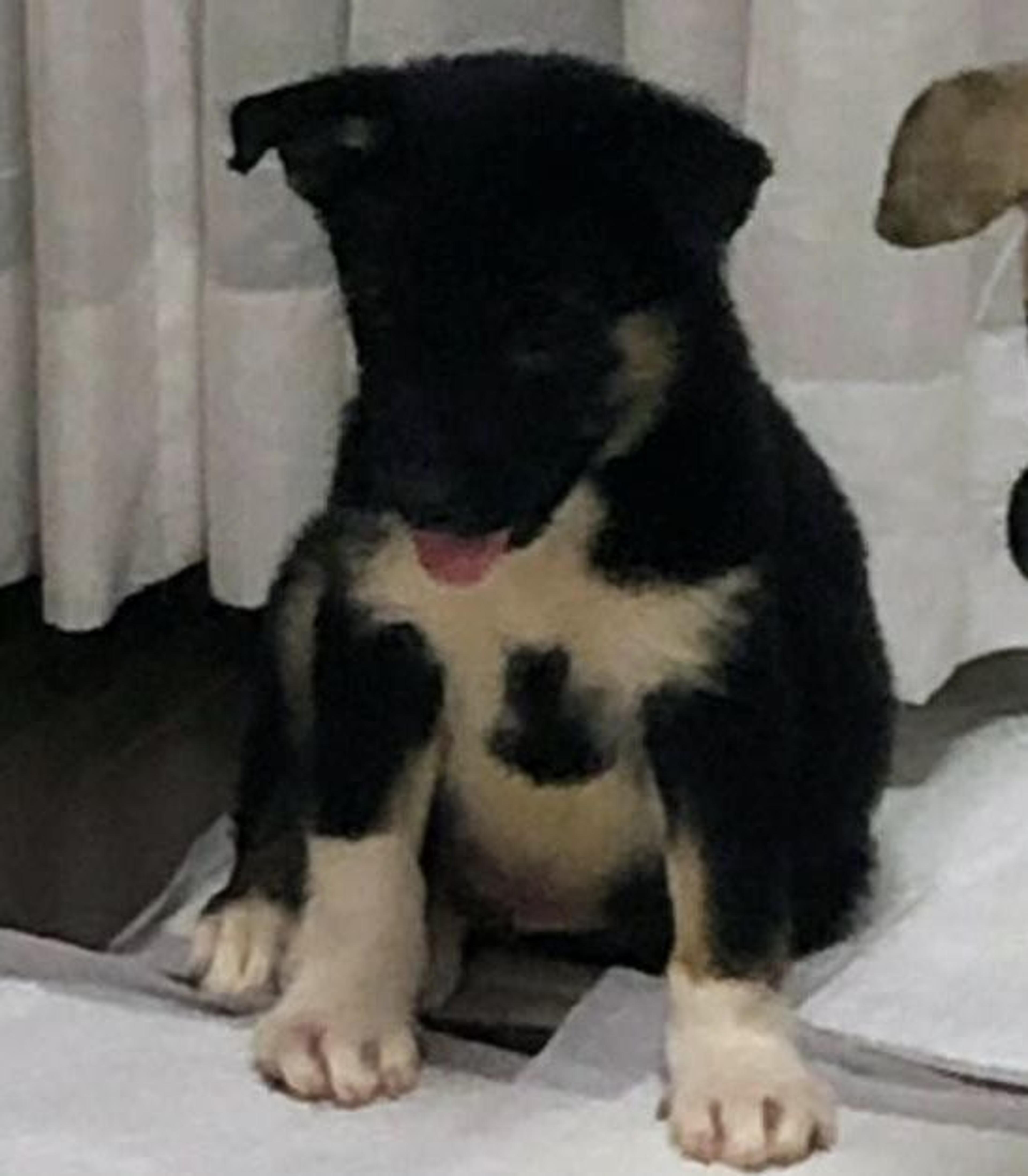 pet-image-2