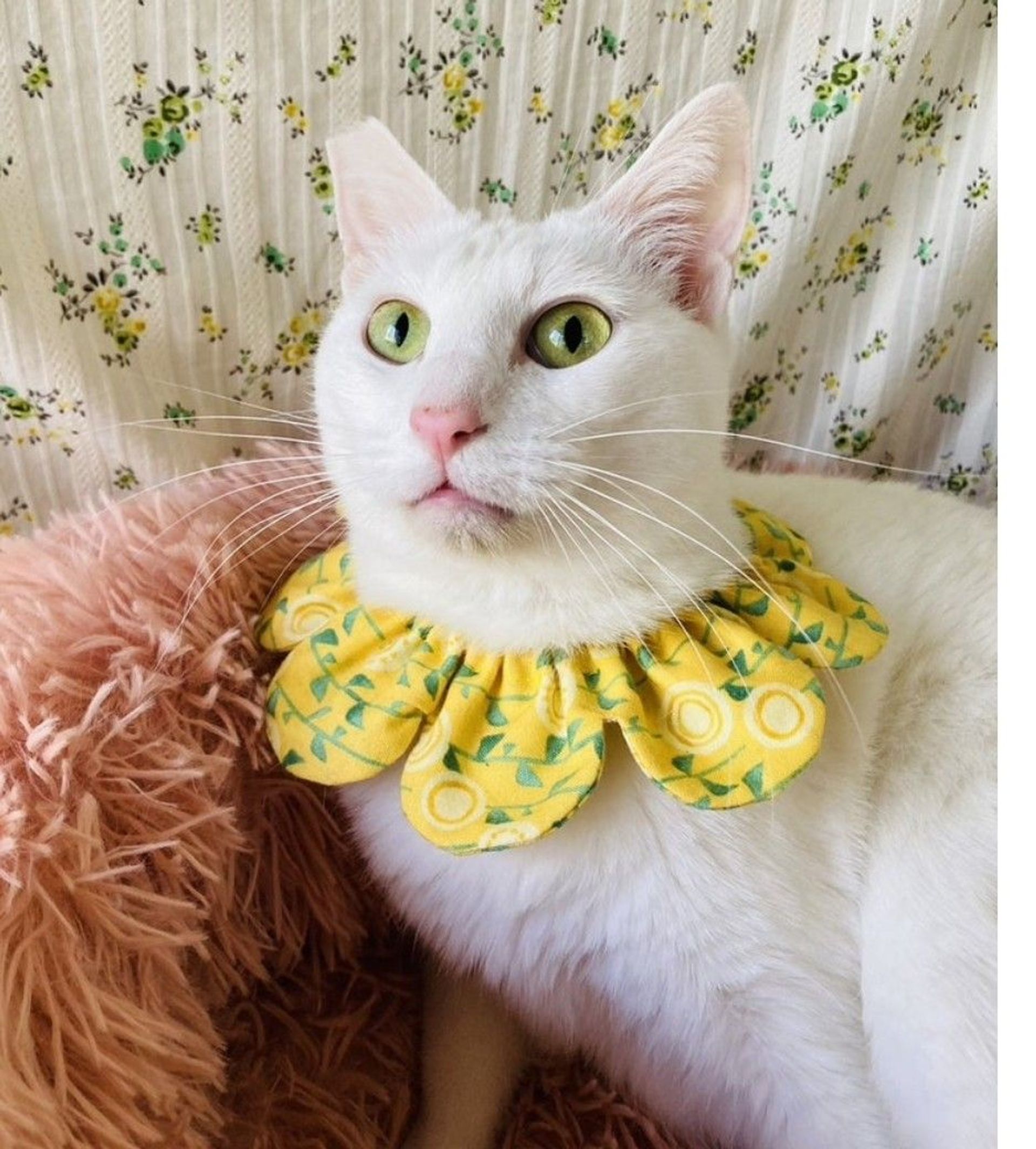 雑種（ミックス猫）・メスの里親募集の写真