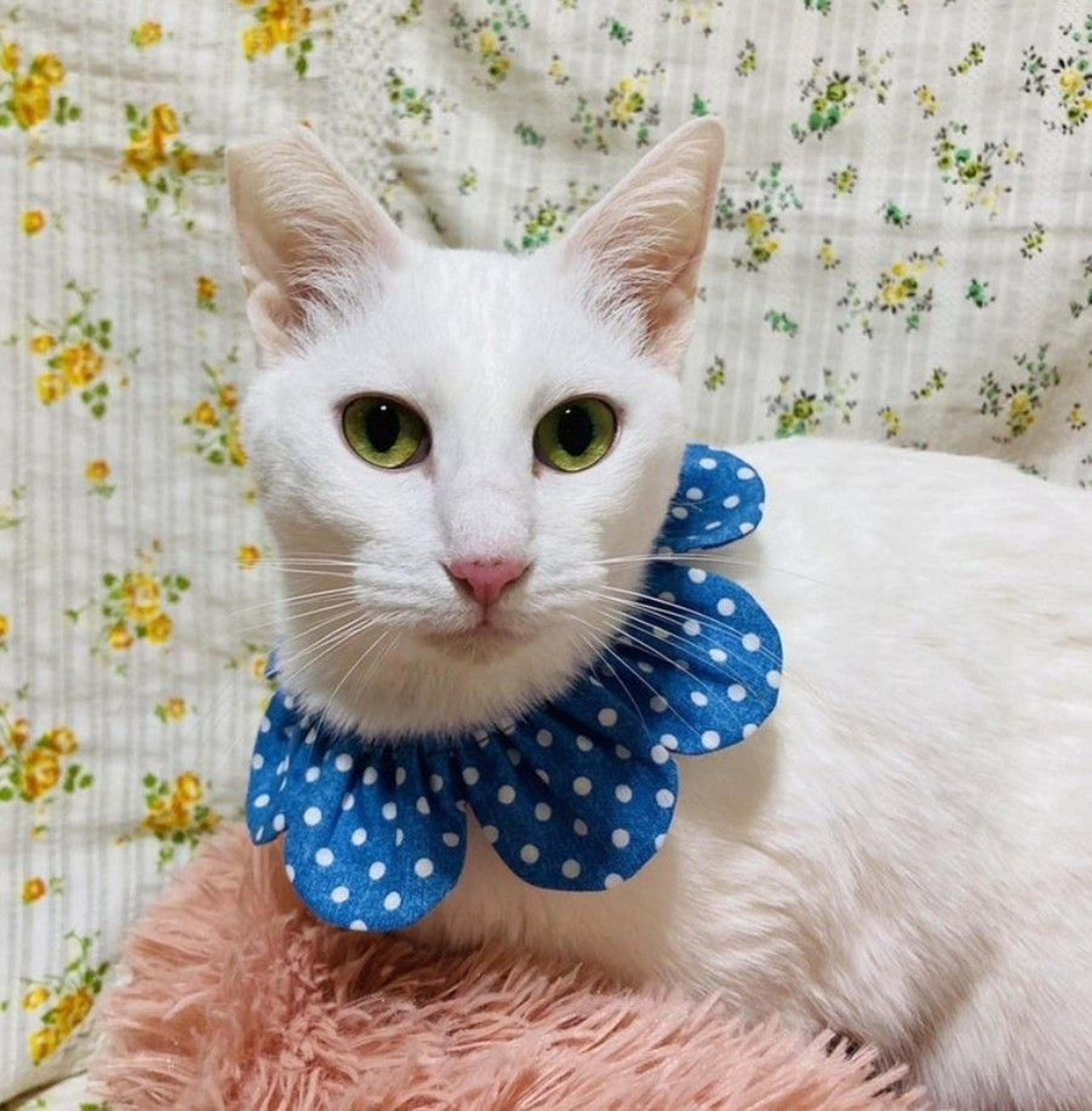 pet-image-2