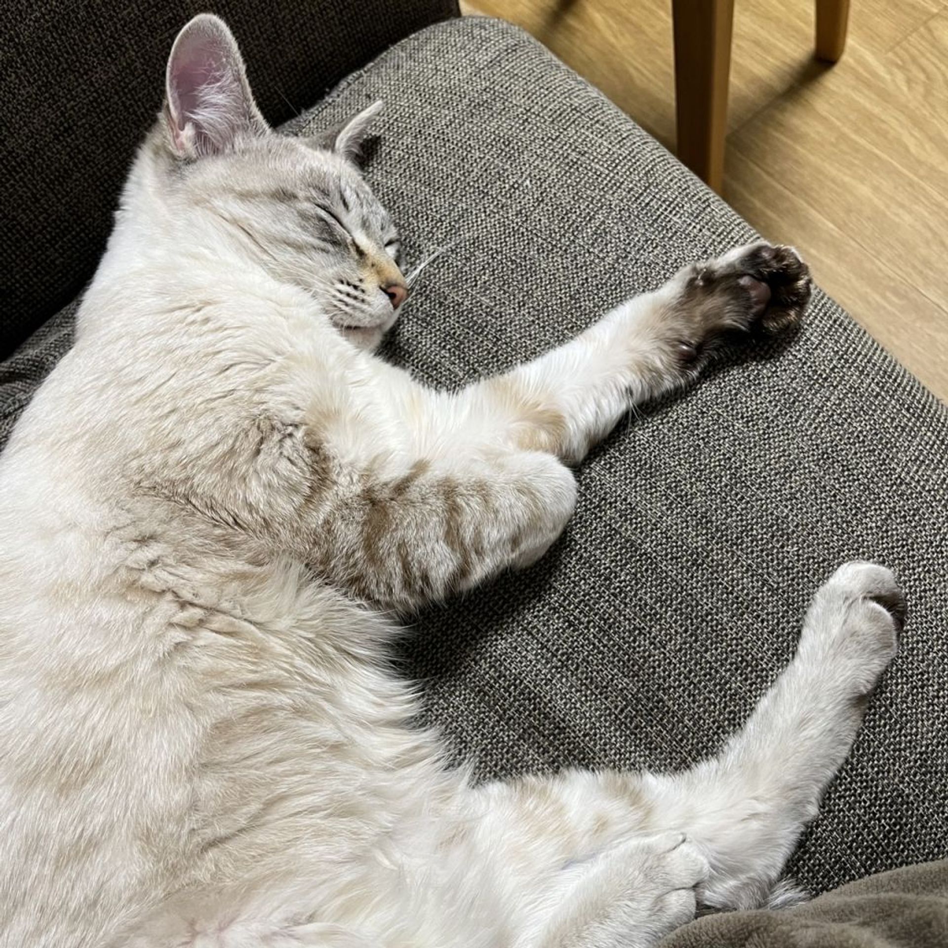雑種（ミックス猫）・オスの里親募集の写真
