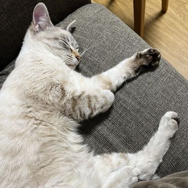 トムの写真