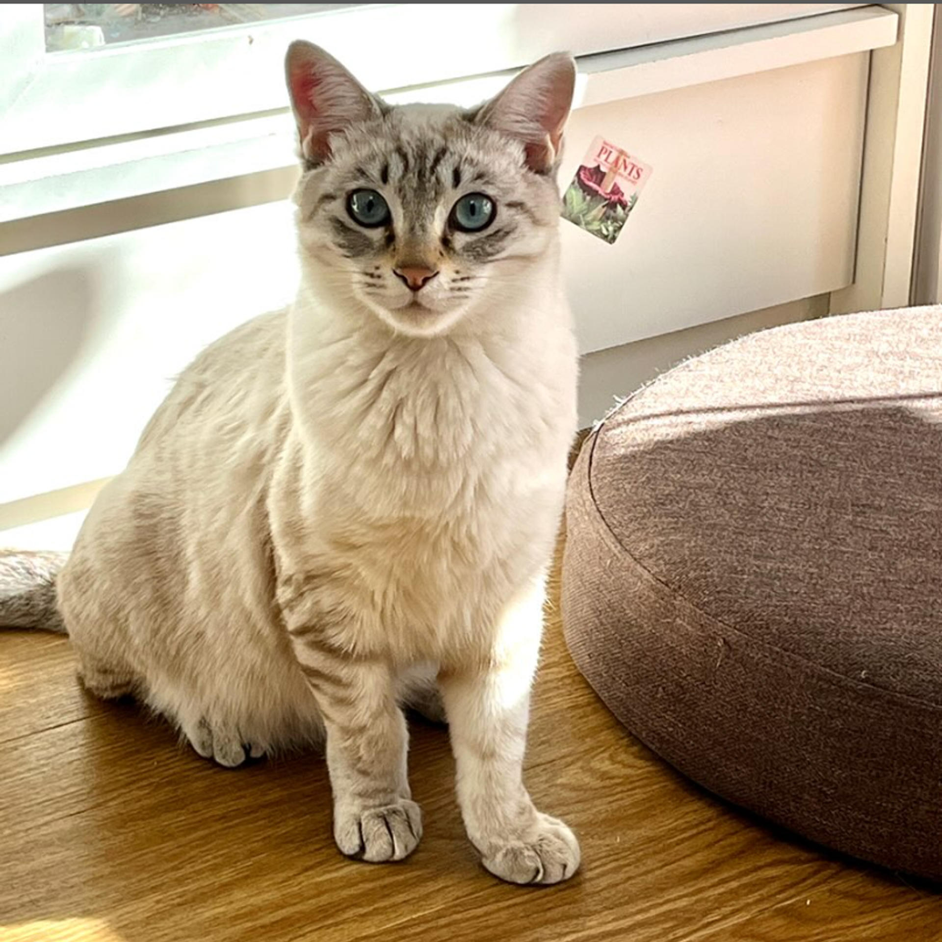 pet-image-2