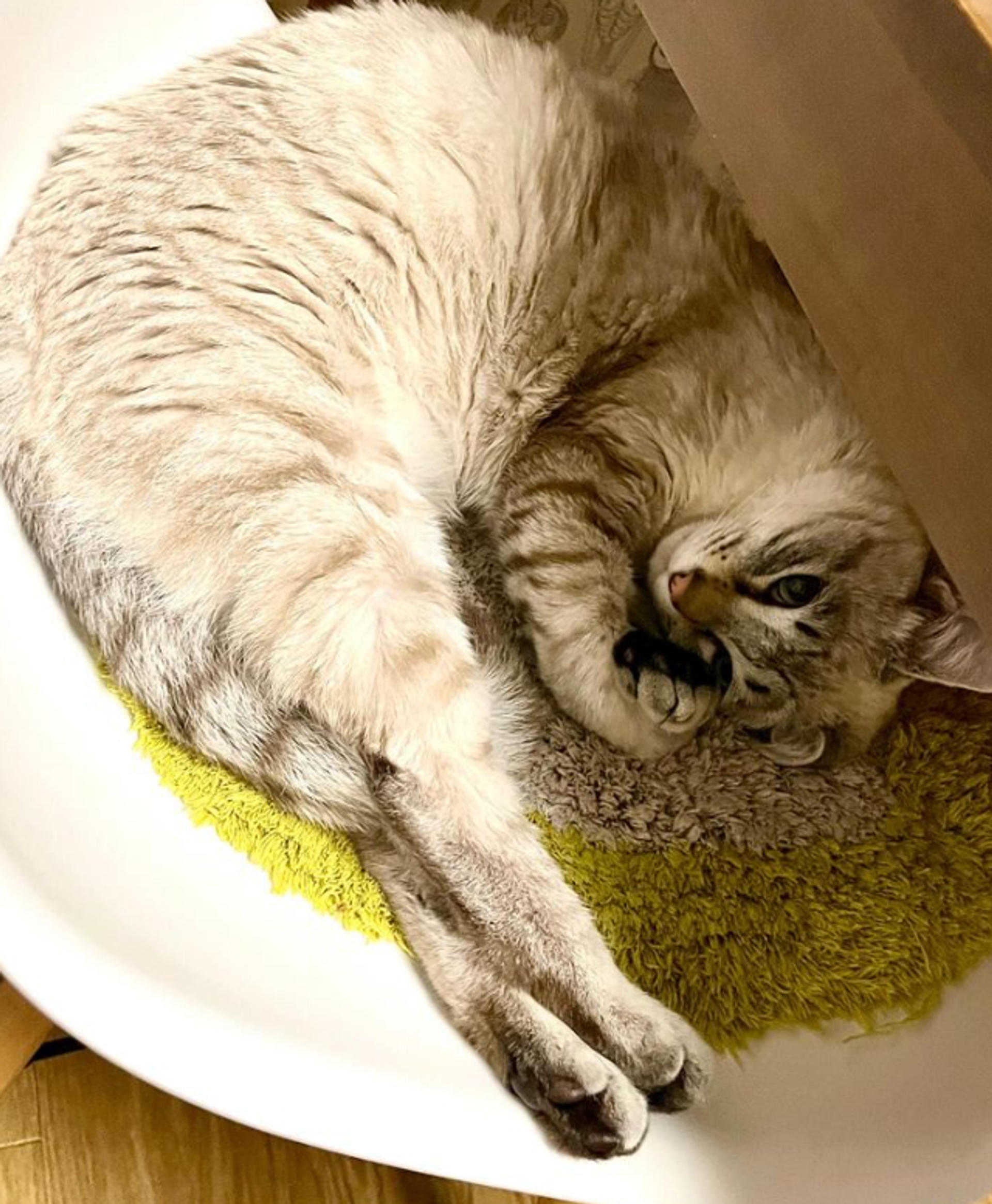 pet-image-3