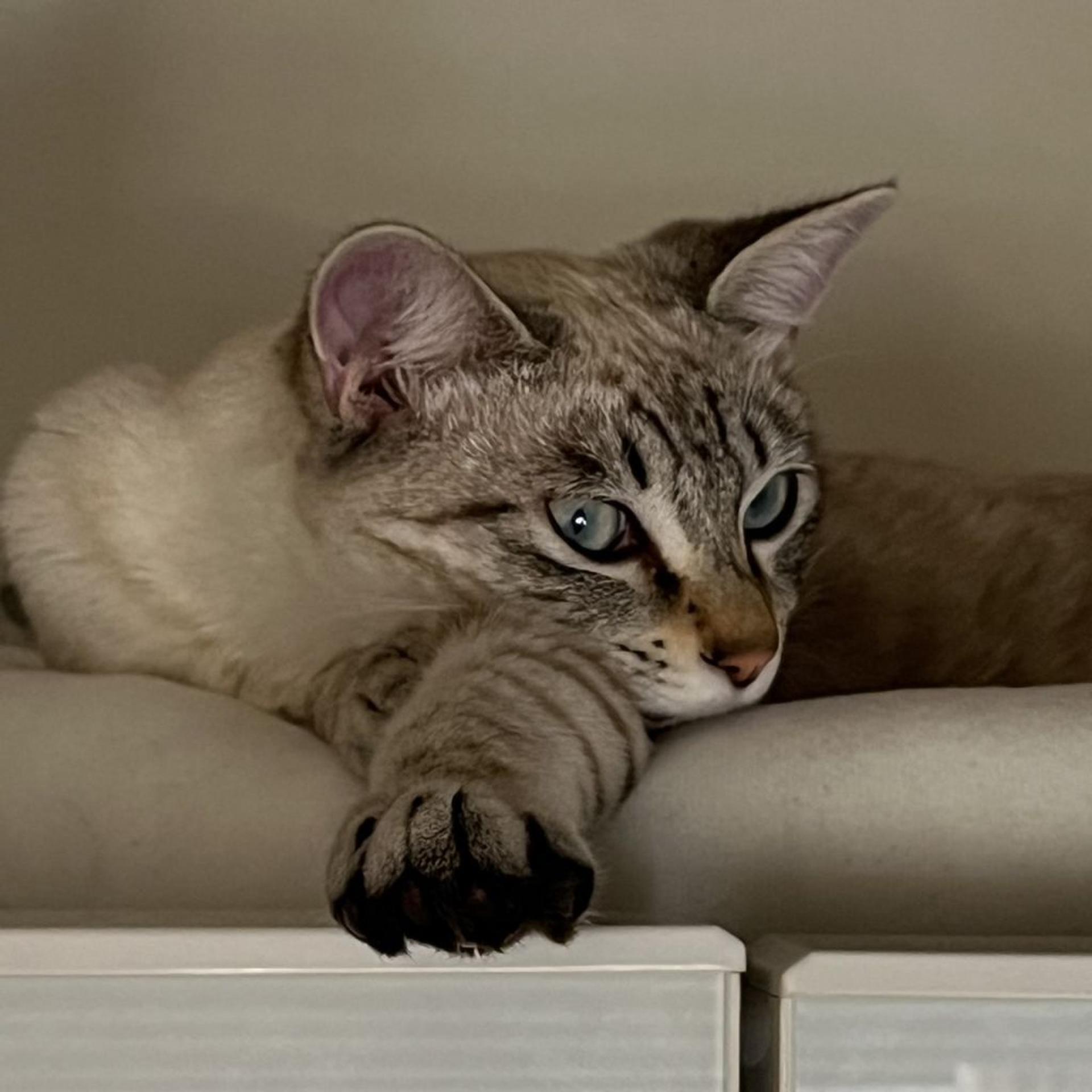 pet-image-9