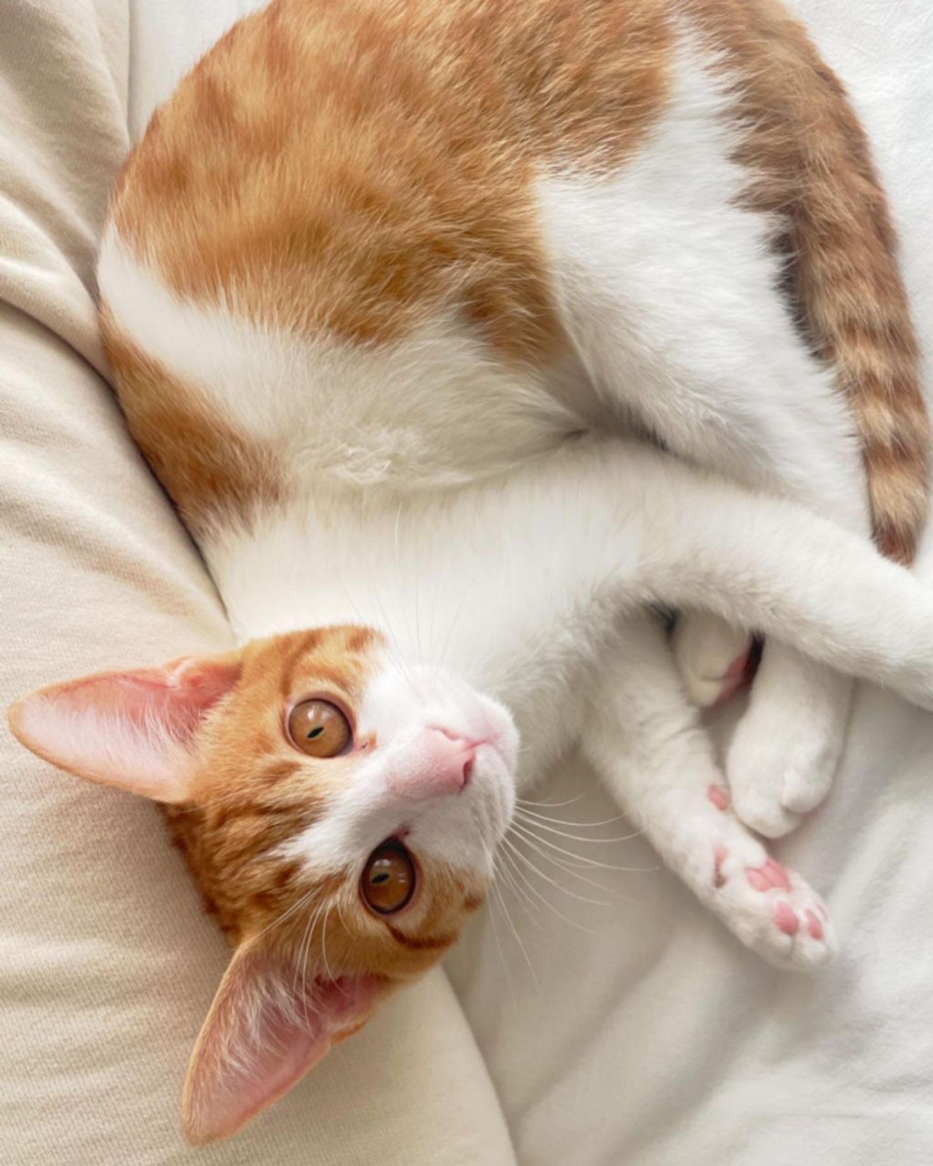 雑種（ミックス猫）・メスの里親募集の写真
