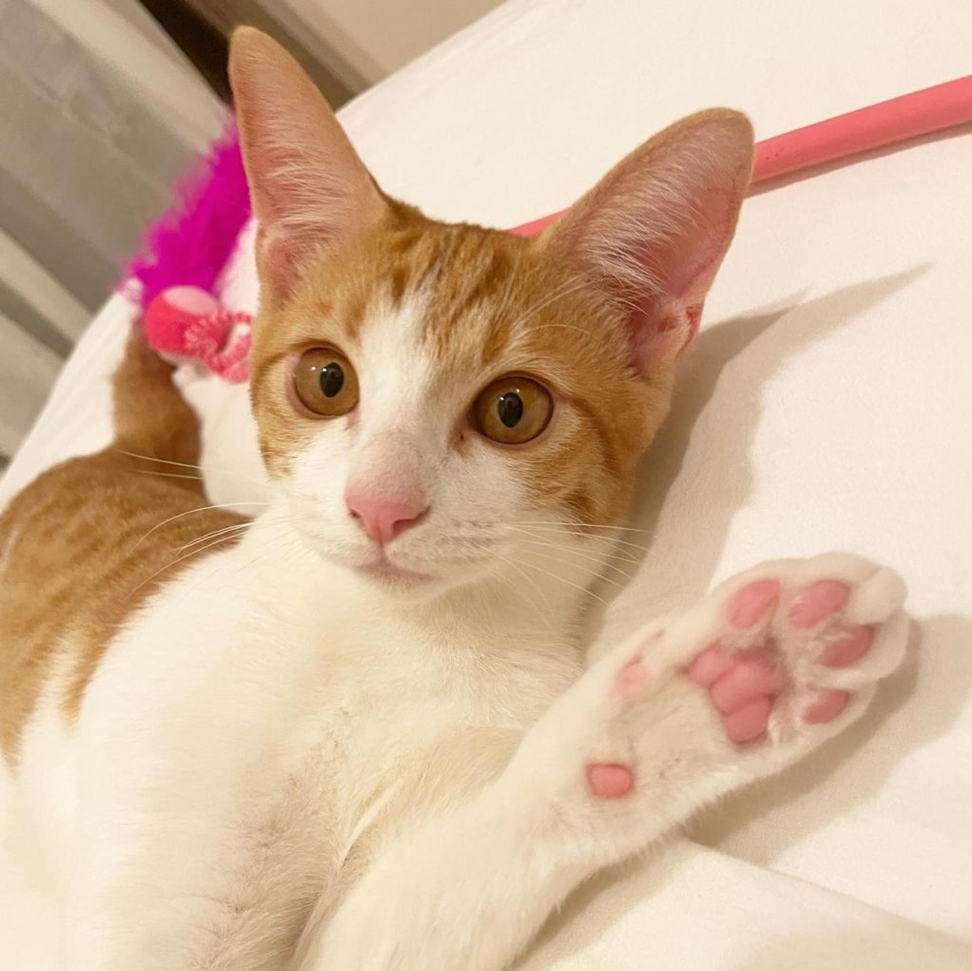 pet-image-2