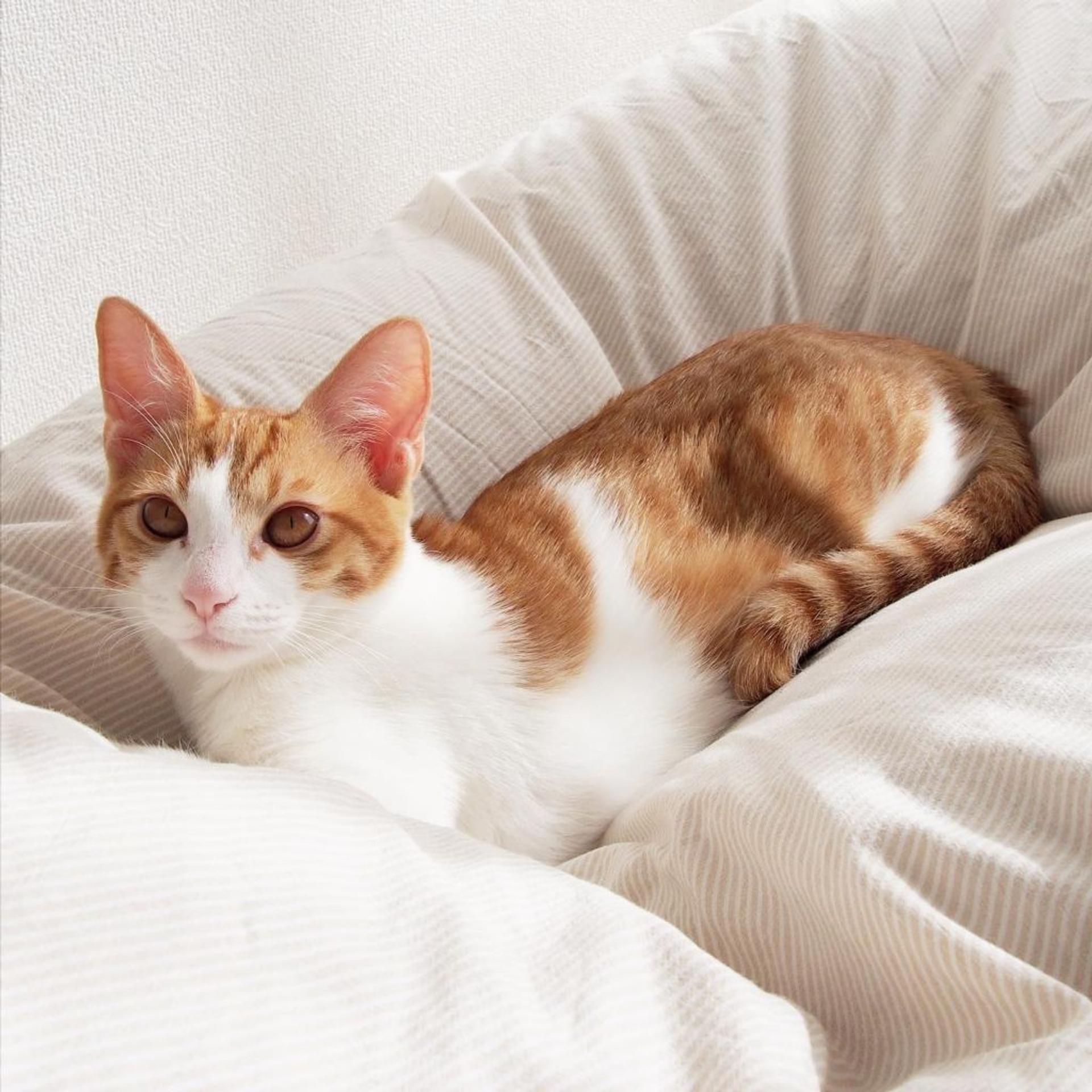 pet-image-3