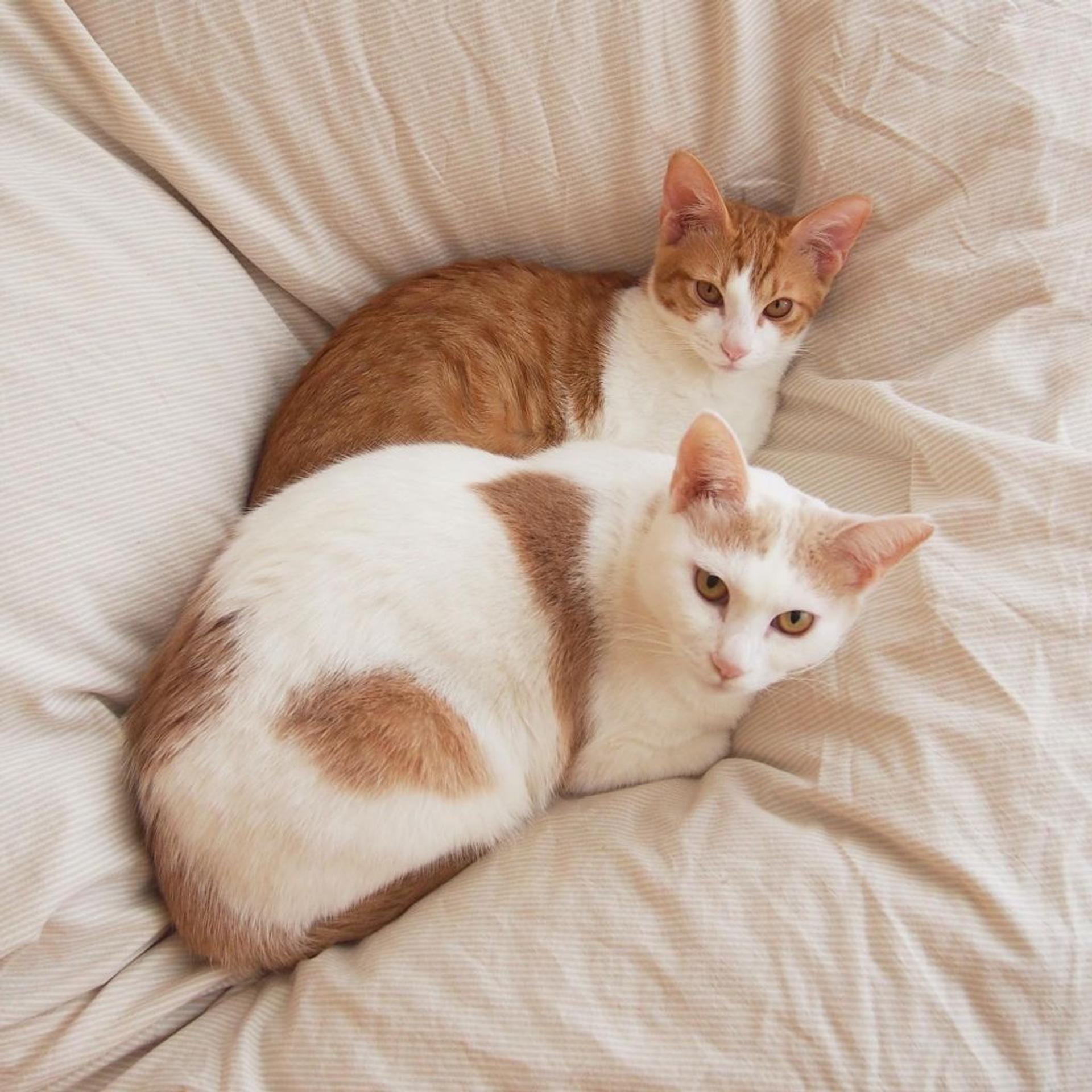 pet-image-7